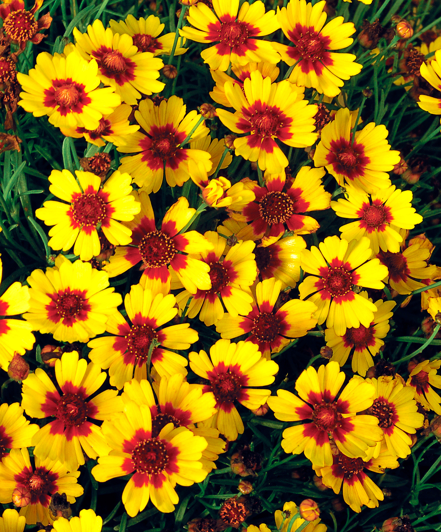 coreopsis-pineapple-pie