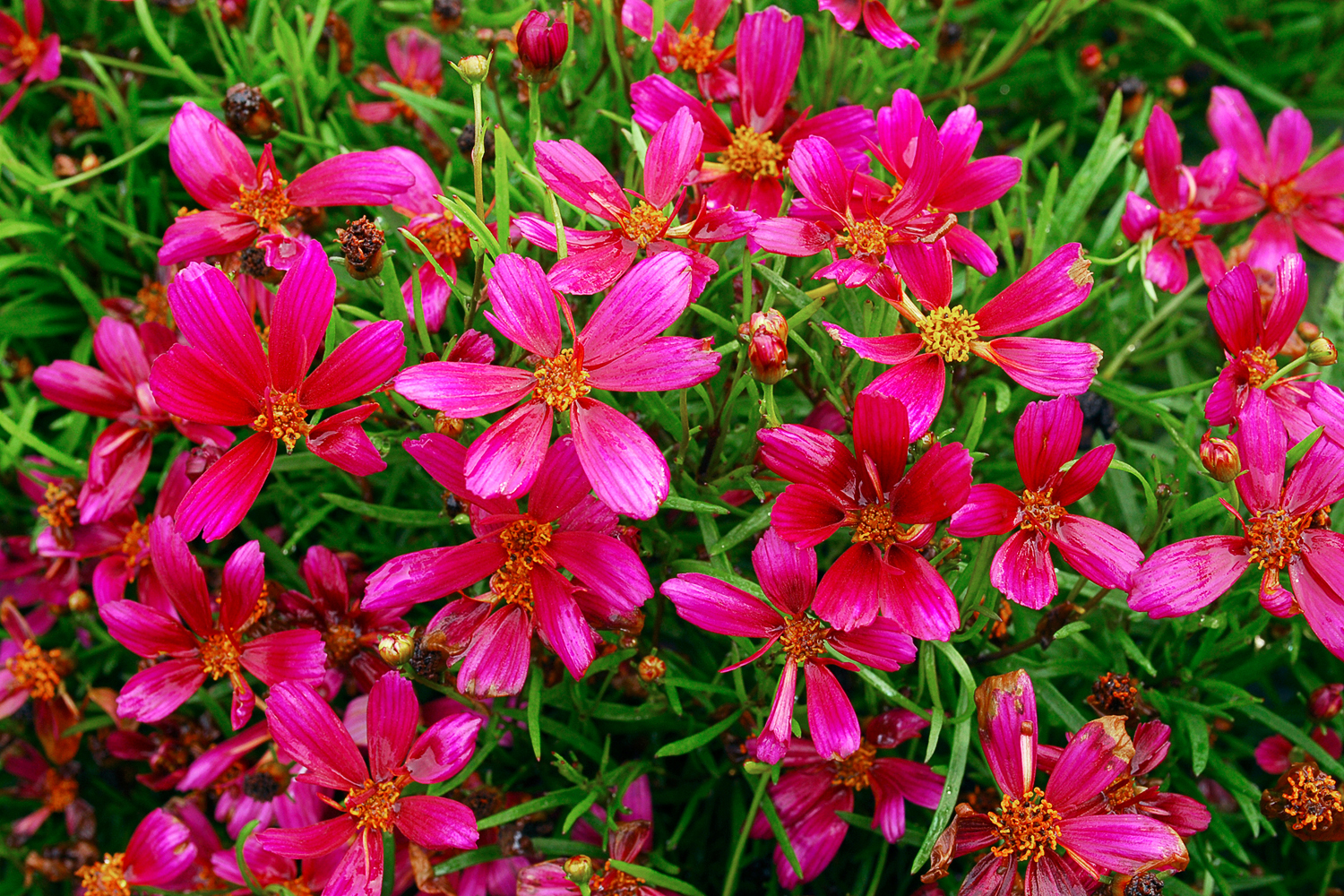 strawberry-punch-coreopsis