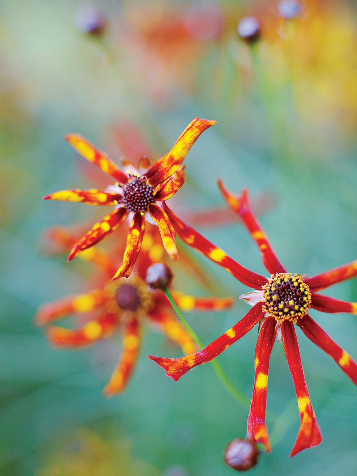 coreopsis-coreopsis-tinctoria-a-k-a-callilopsis