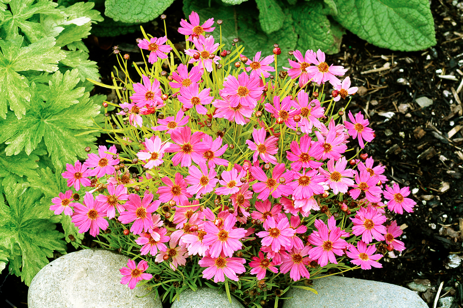 coreopsis-pink-lemonade