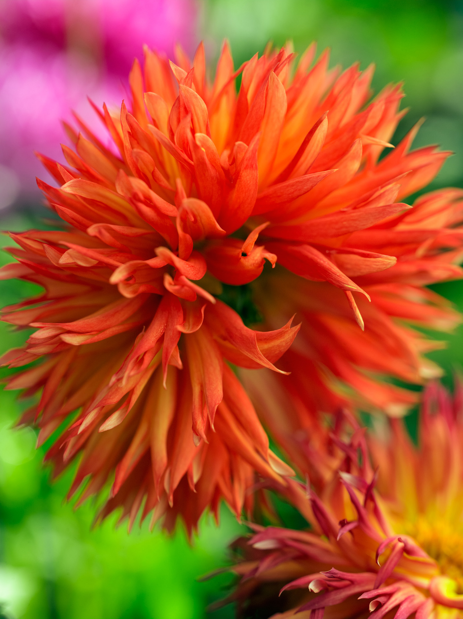 50 Dahlias to Drool Over Sunset Magazine