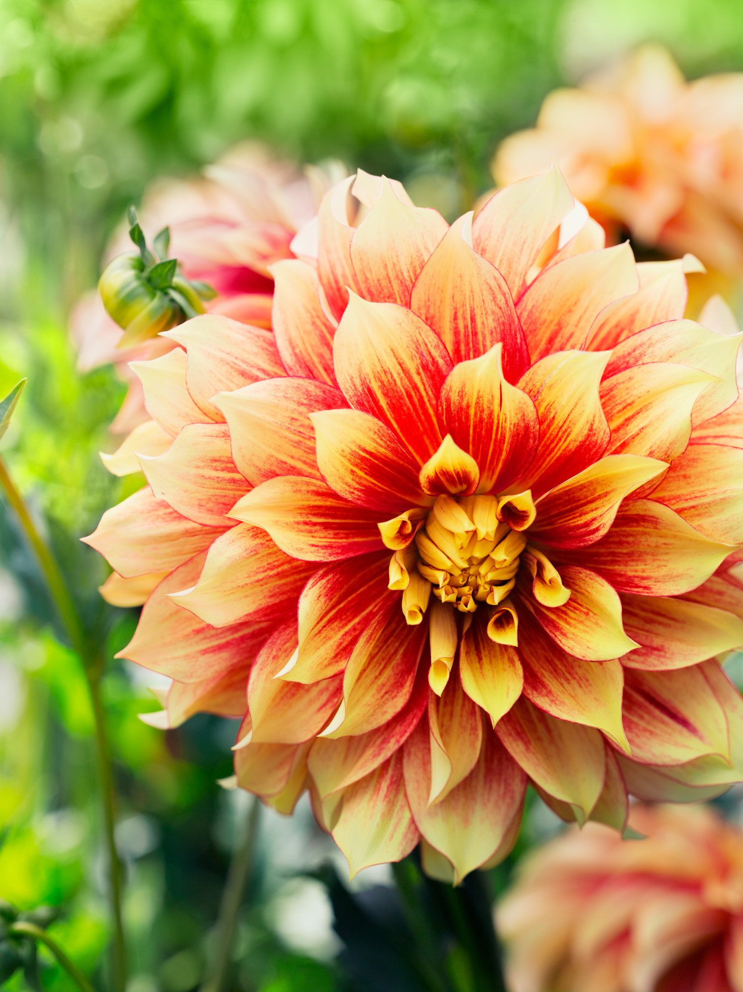 50 Dahlias to Drool Over Sunset Magazine