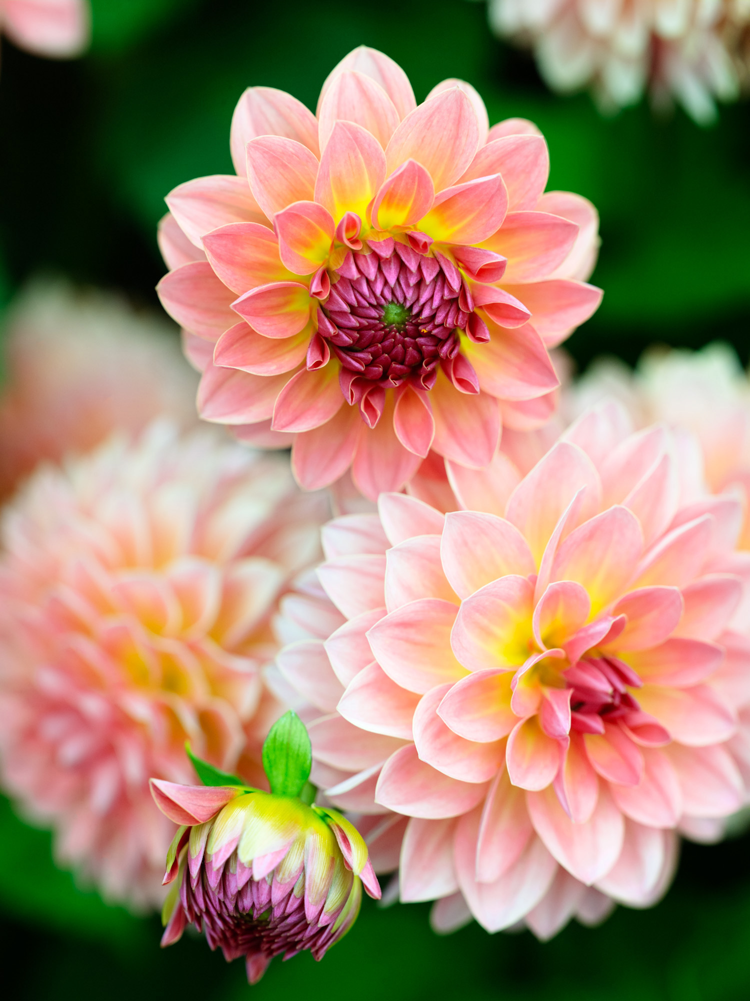 50 Dahlias to Drool Over - Sunset Magazine