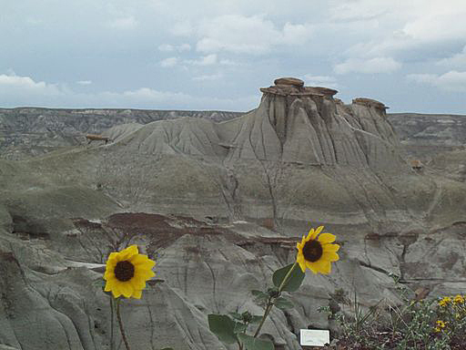 dinosaur-provincial-park-ab