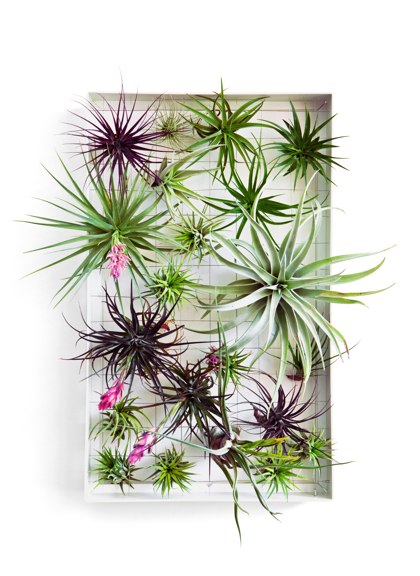 How to Design with Air Plants