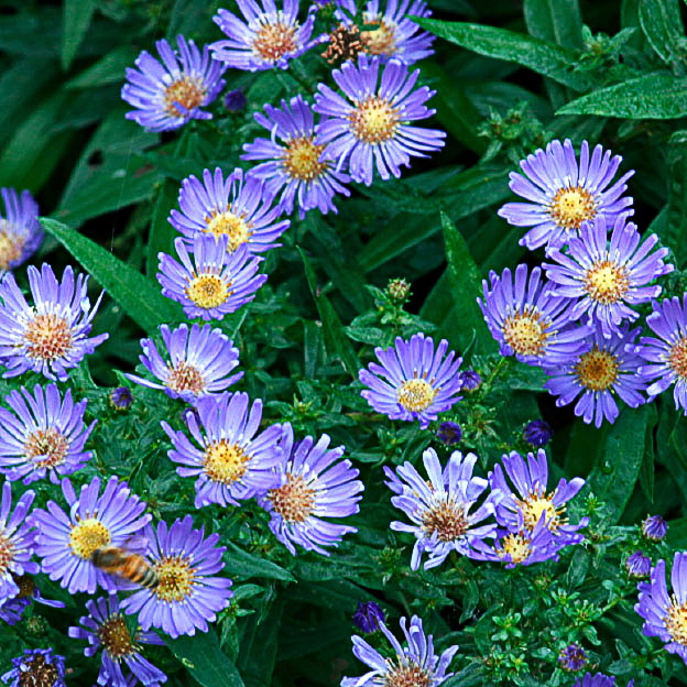 aster