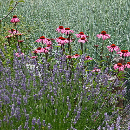 purple-coneflower-echinacea-purpurea
