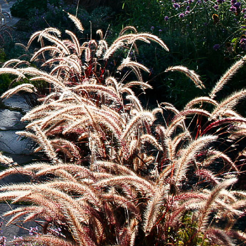 purple-fountain-grass-pennisetum-setaceum-rubrum