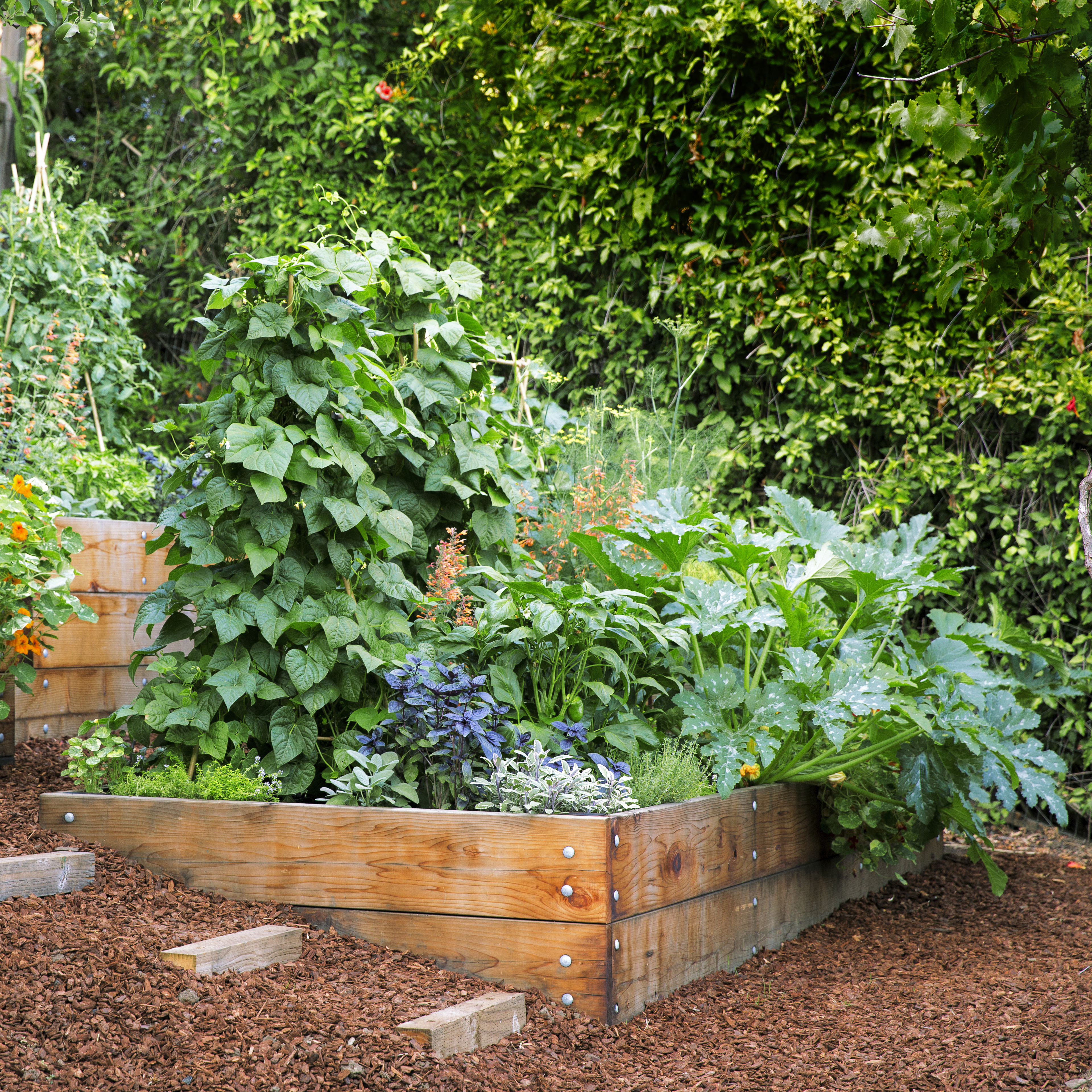 7 Steps to a DIY Edible Garden
