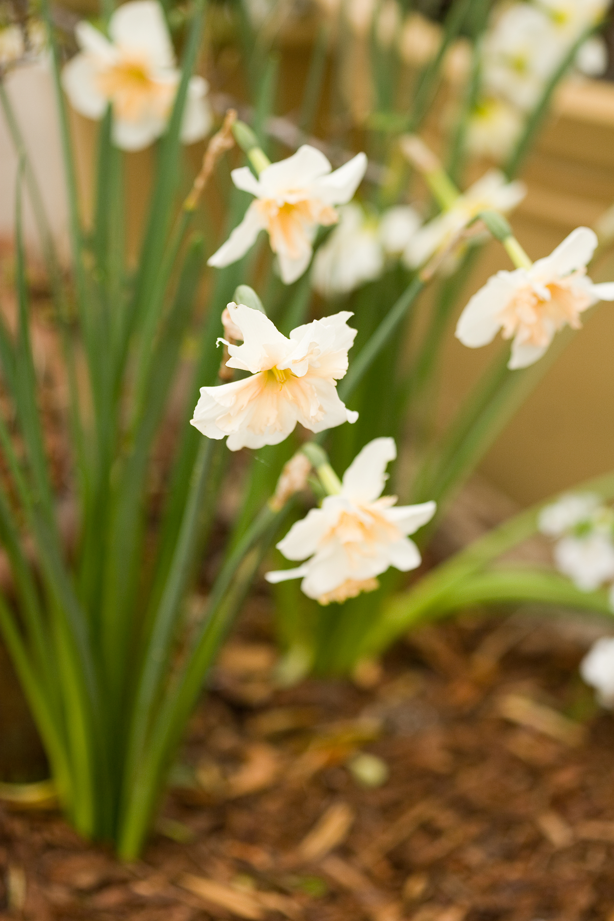 5 Best Bulbs to Plant in Fall Sunset Sunset Magazine