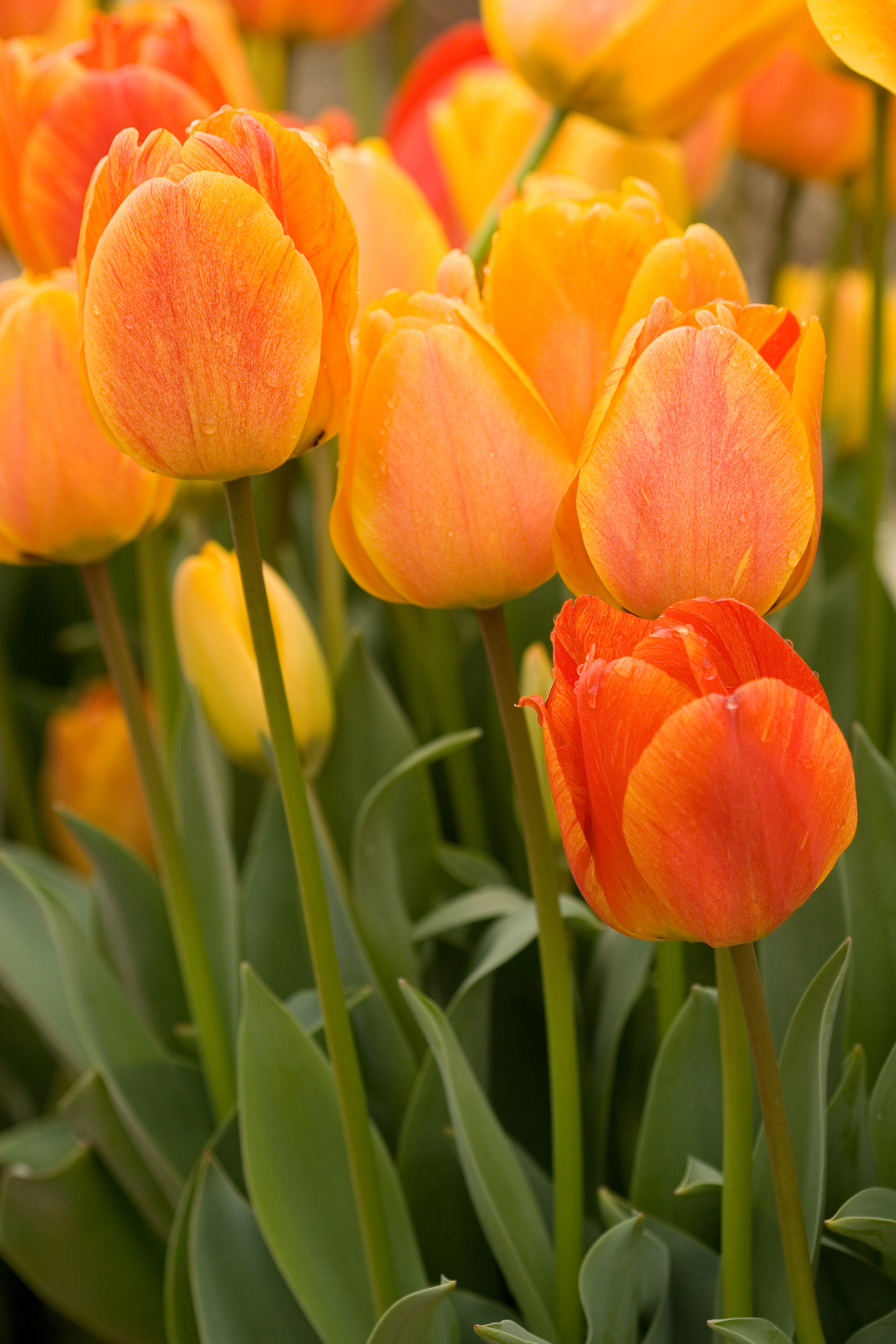 5 Best Bulbs to Plant in Fall Sunset Sunset Magazine