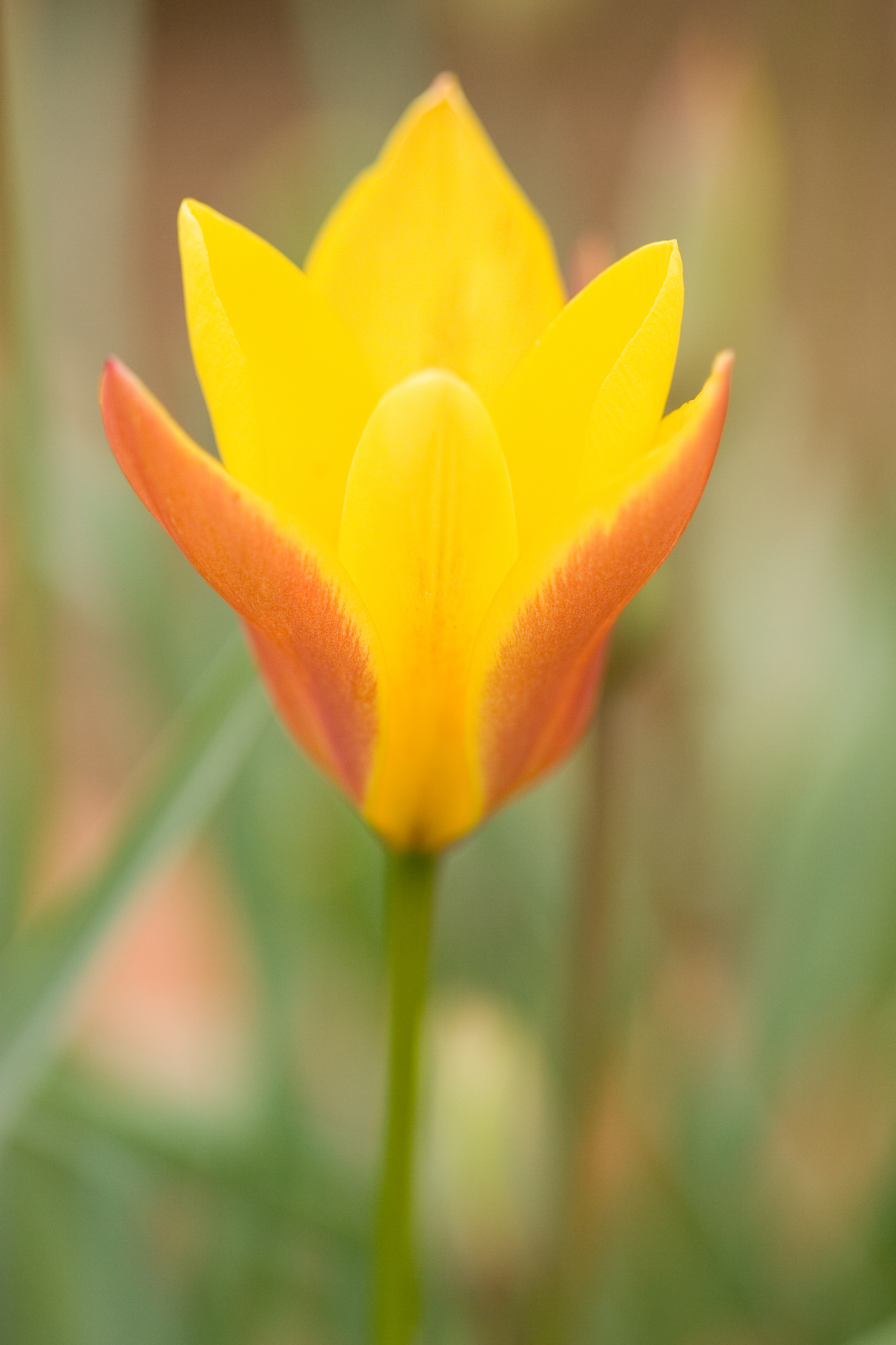 5 Best Bulbs to Plant in Fall Sunset Sunset Magazine