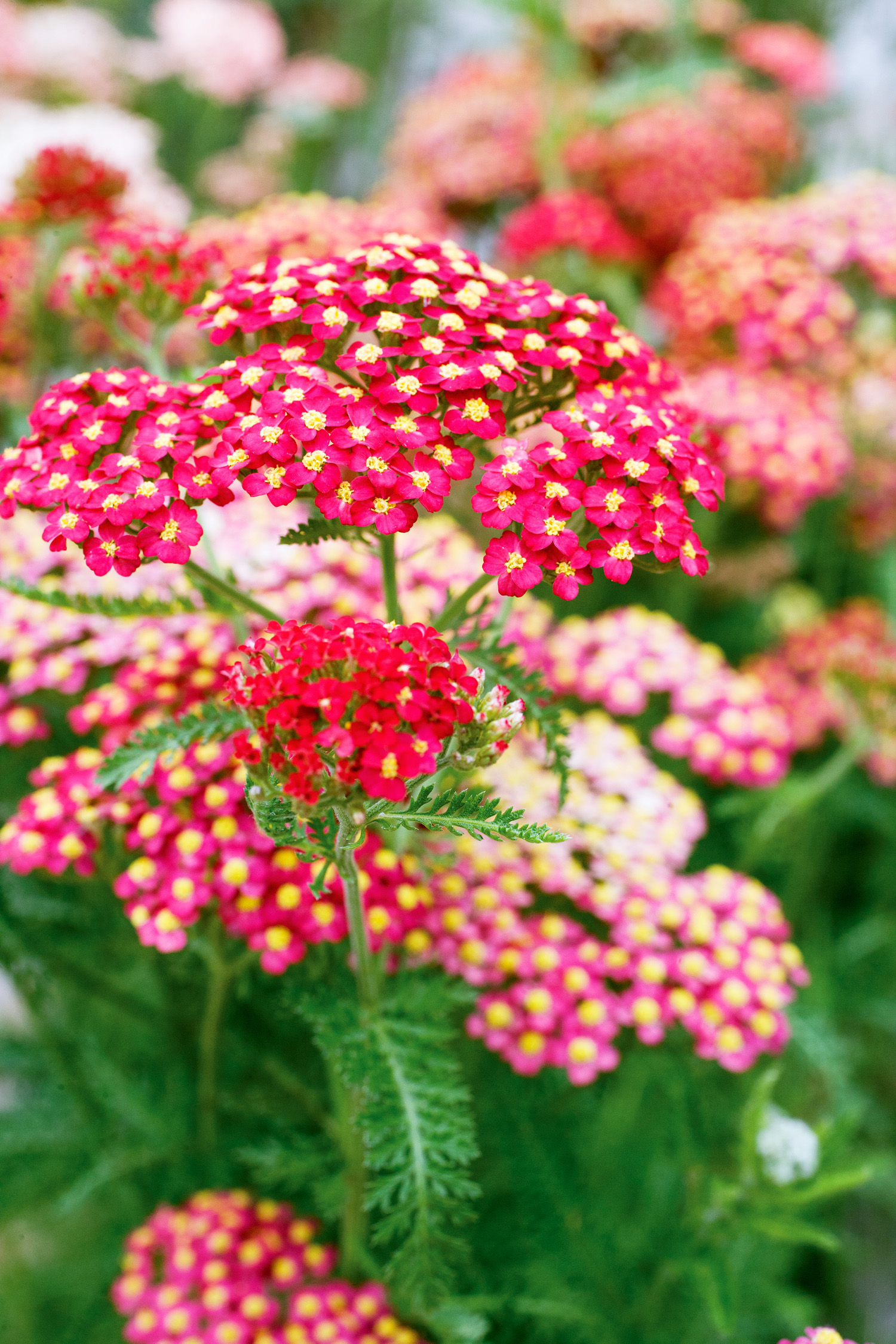 23 Knock-Out Native Plants - Sunset Magazine