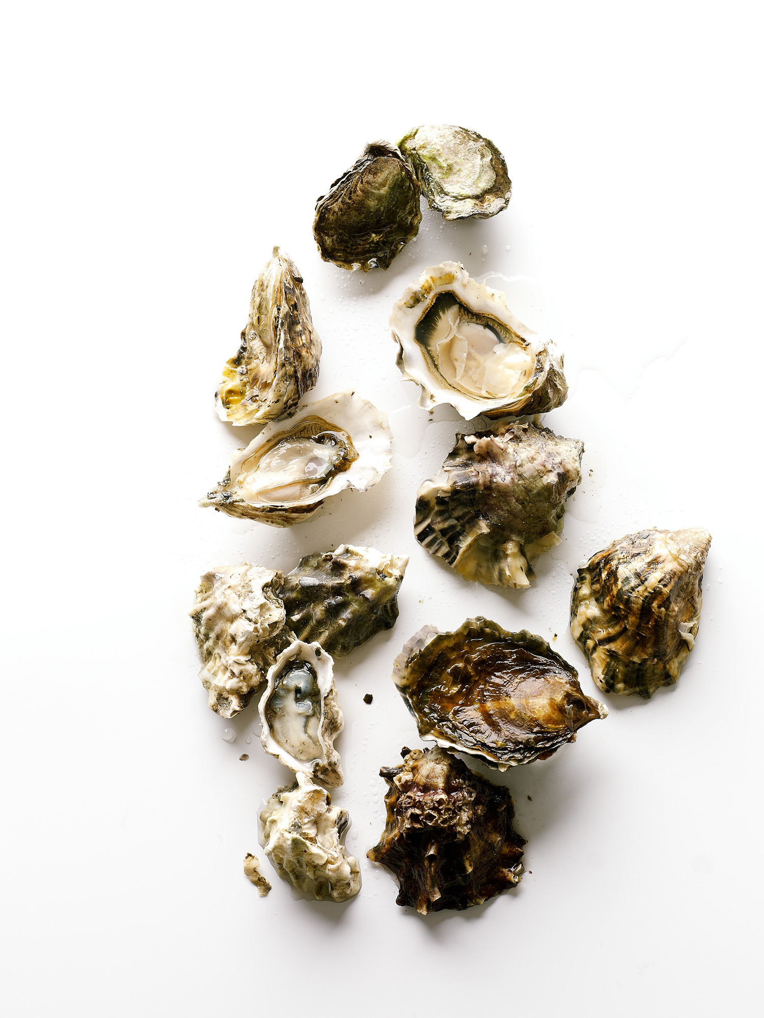 puget-sound-oysters-are-back