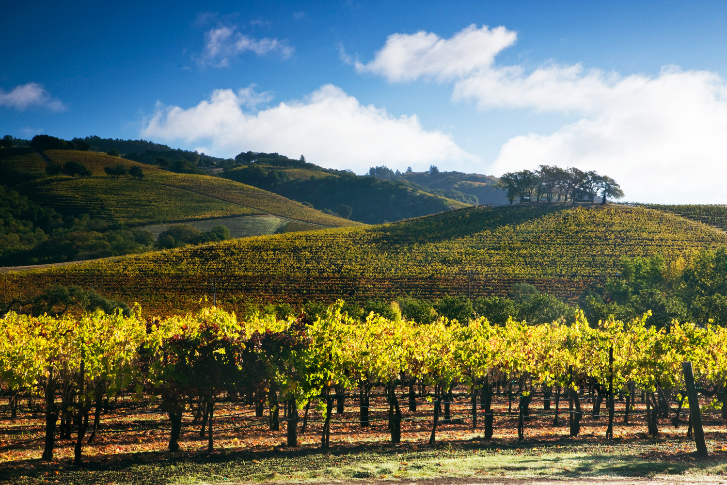 wine-country-is-all-yours