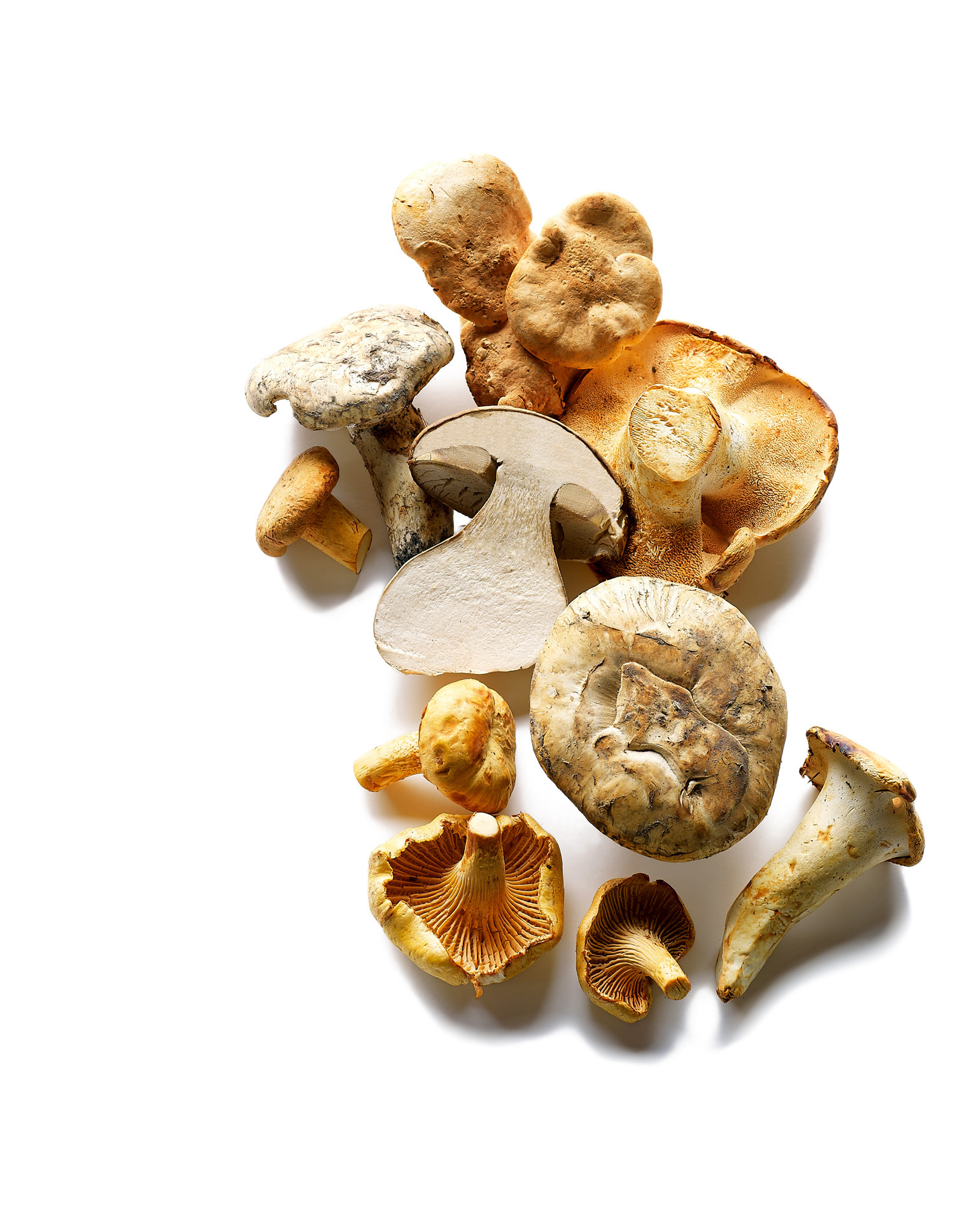 wild-mushrooms-bloom