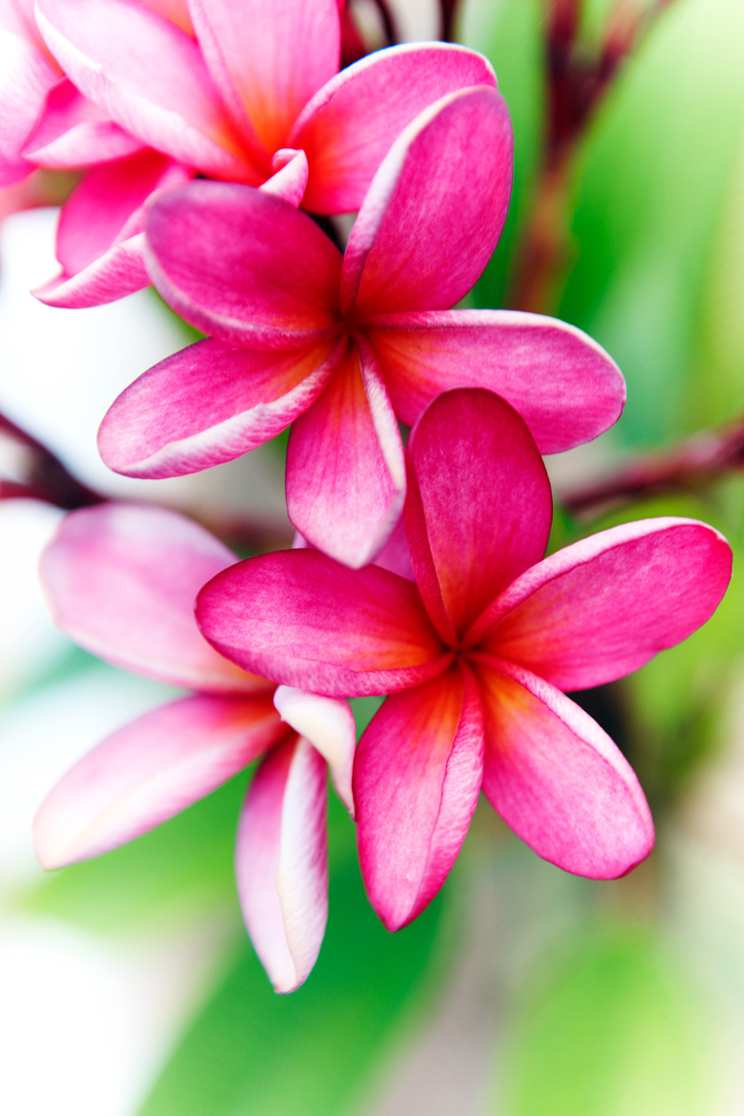 4-more-pacific-rim-dream-towns