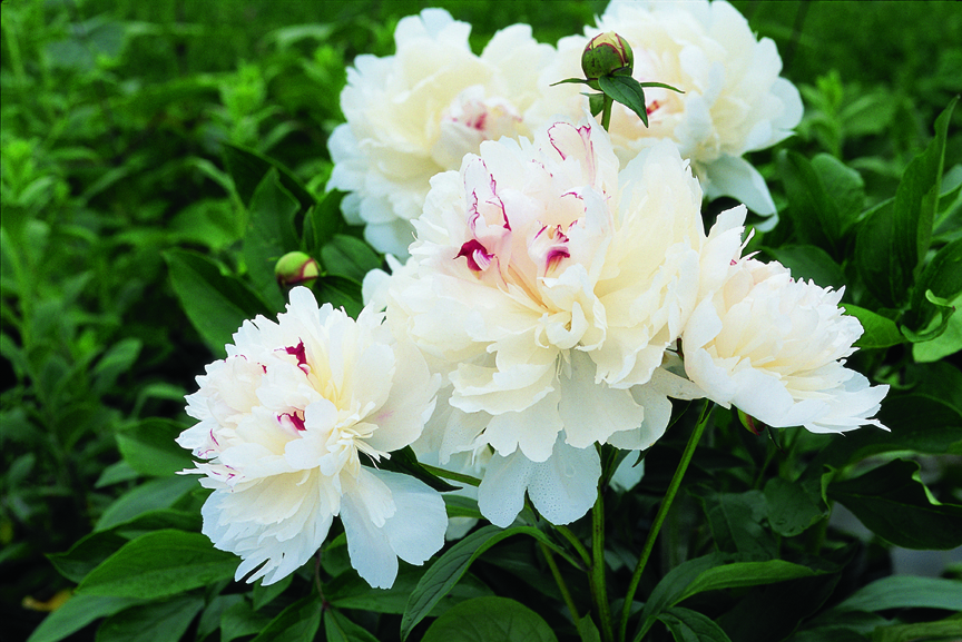 festiva-maximaherbaceous-peony
