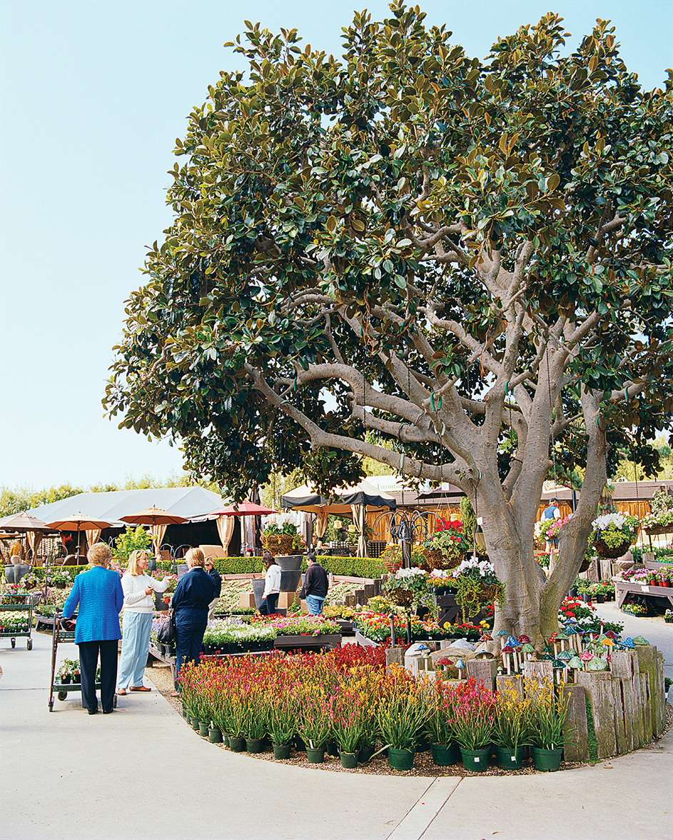 3-shop-for-california-friendly-plants