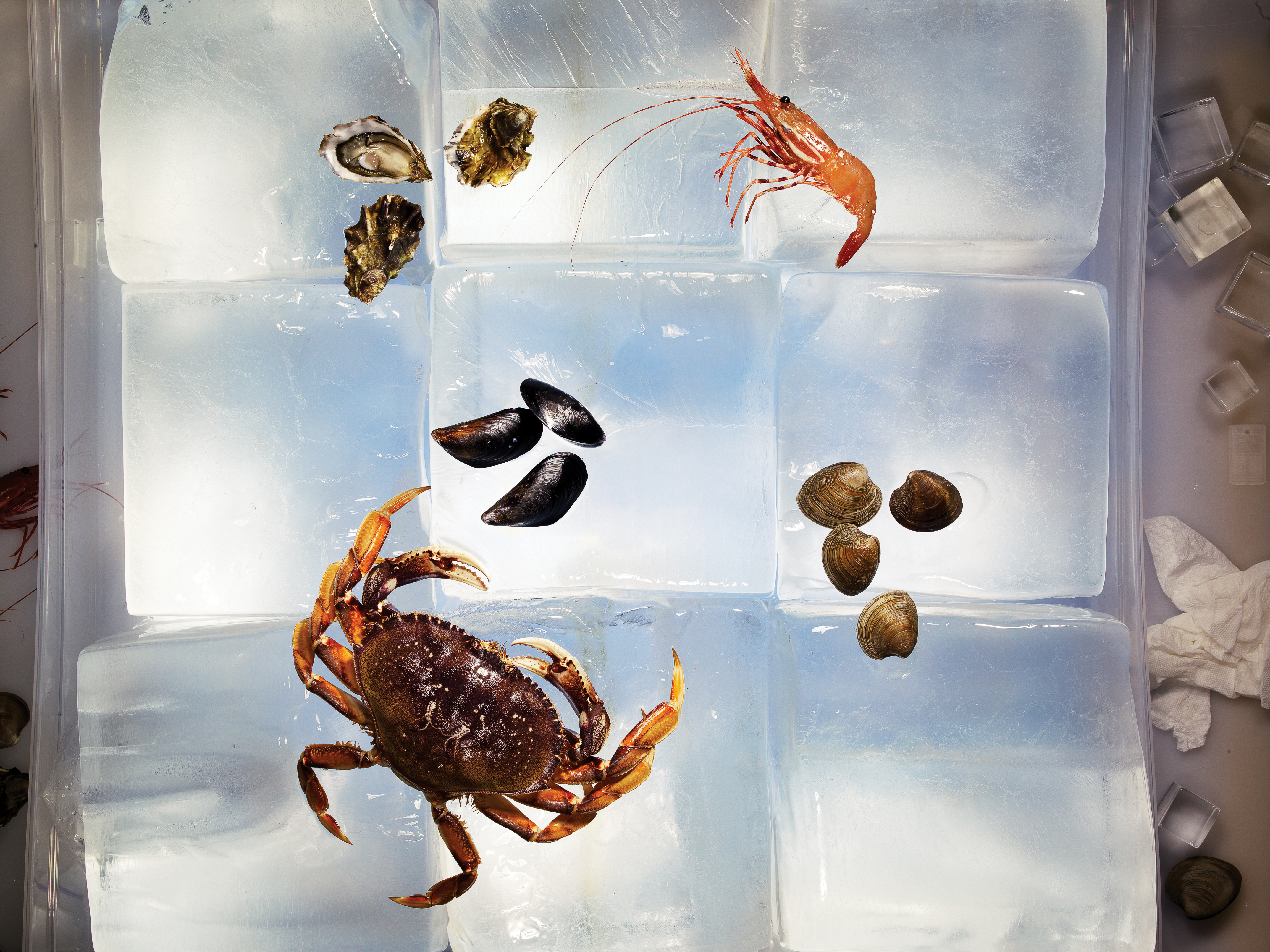 spot-prawns-oregon-pink-shrimp