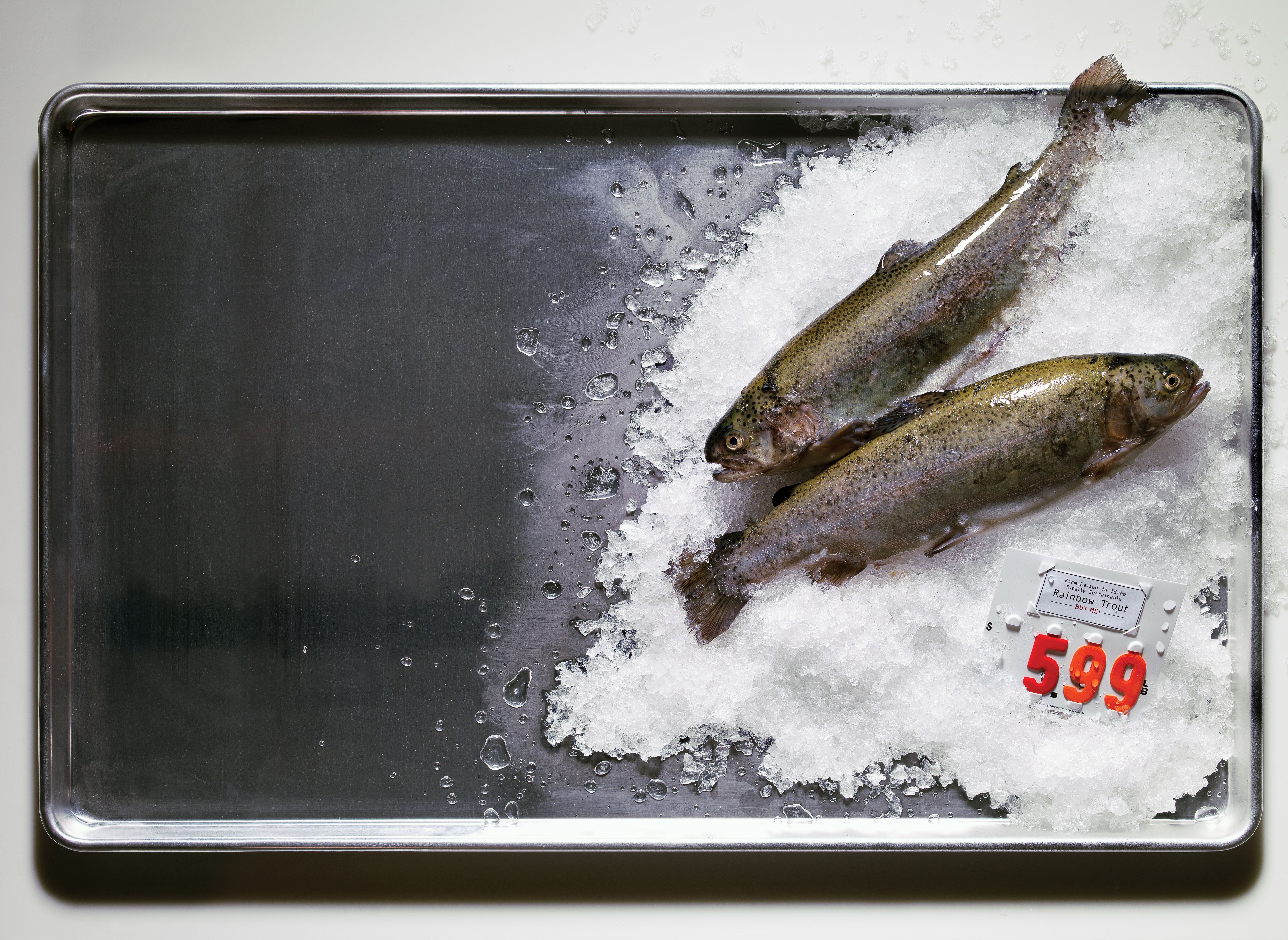 13 Great Fish to Choose Now