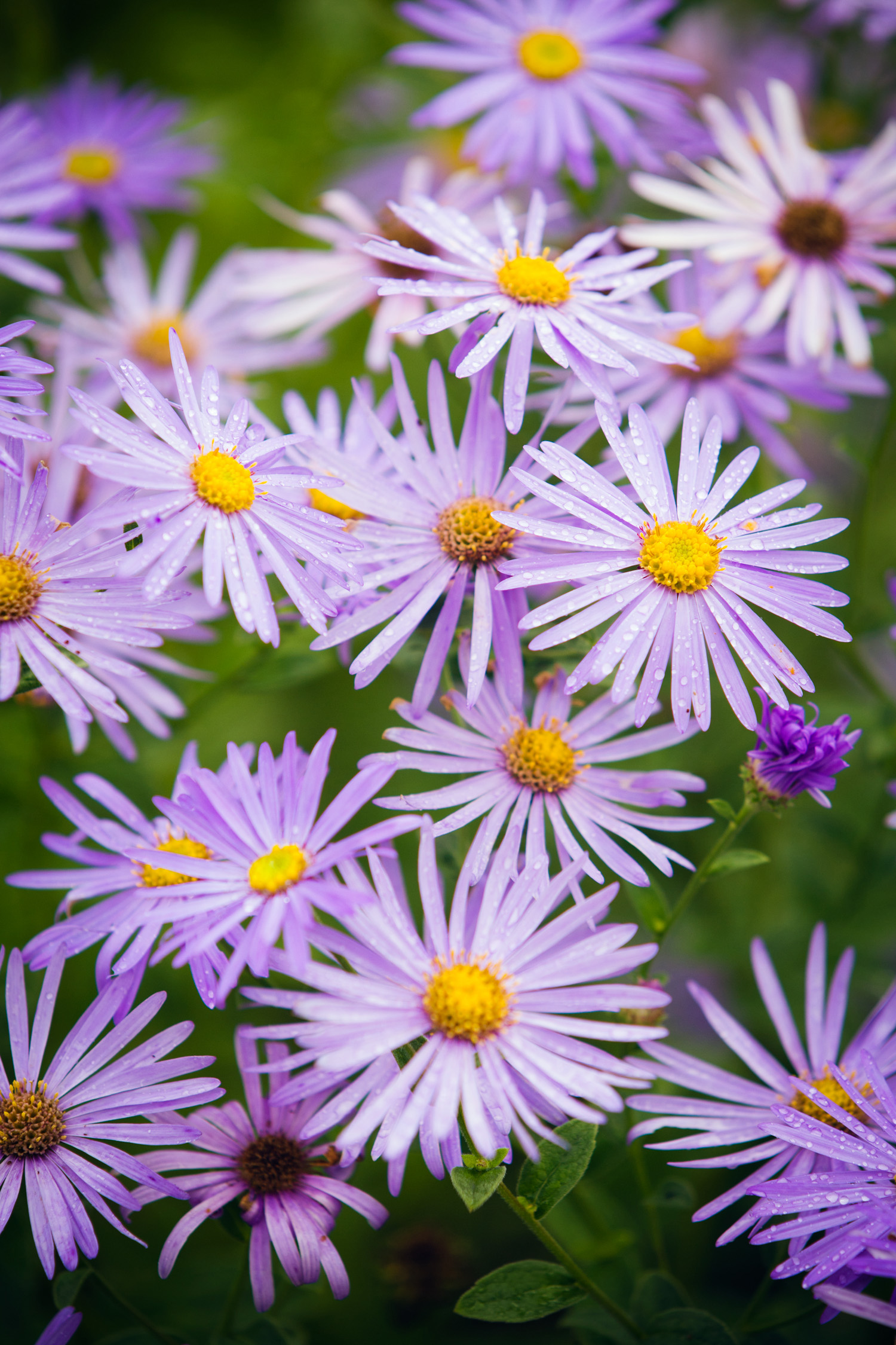 aster-x-frikartii