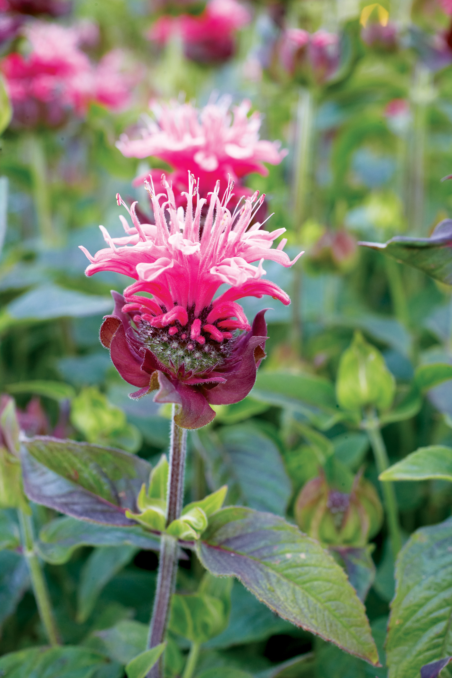 bee-balm-monarda