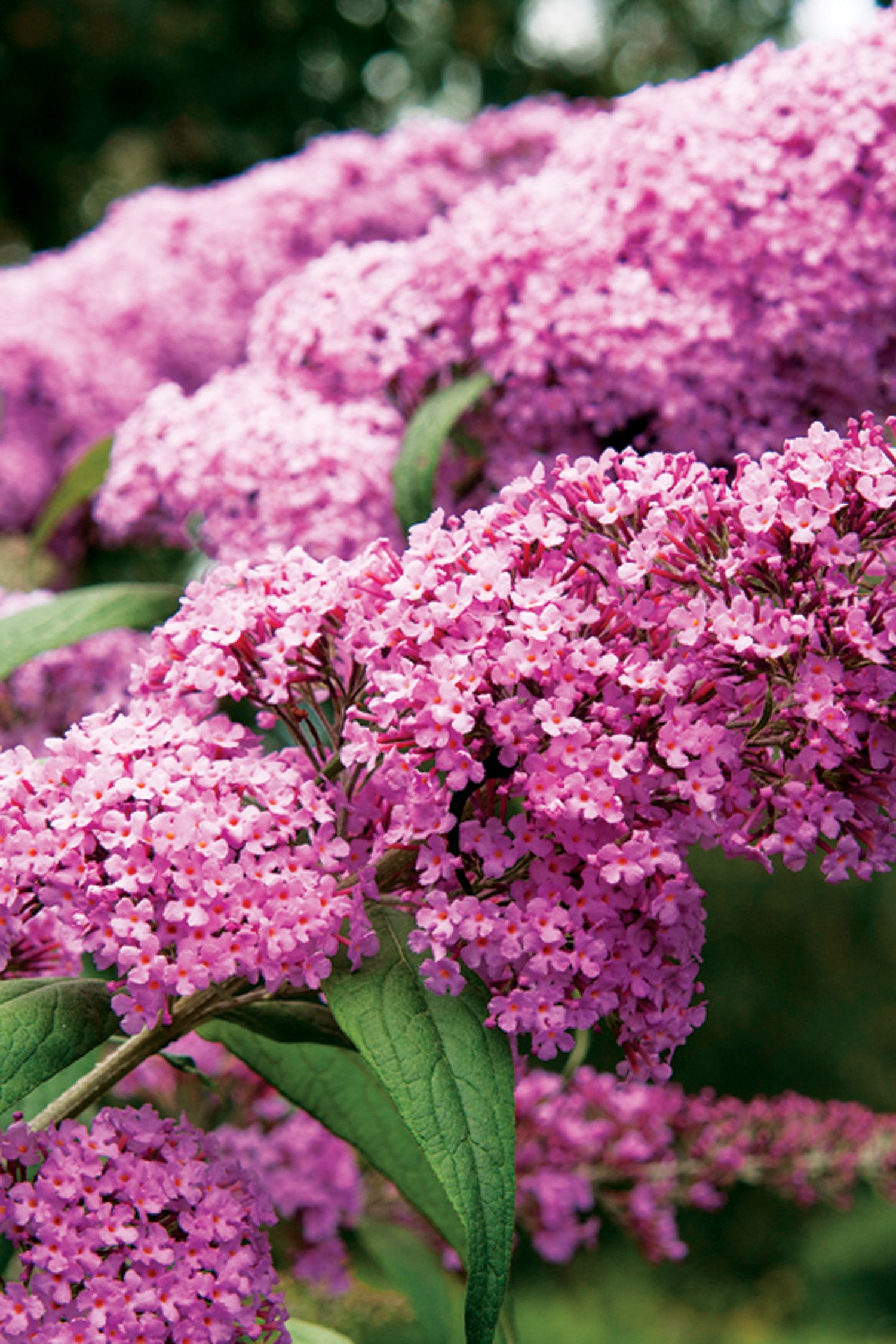 butterfly-bush-buddleja-davidii