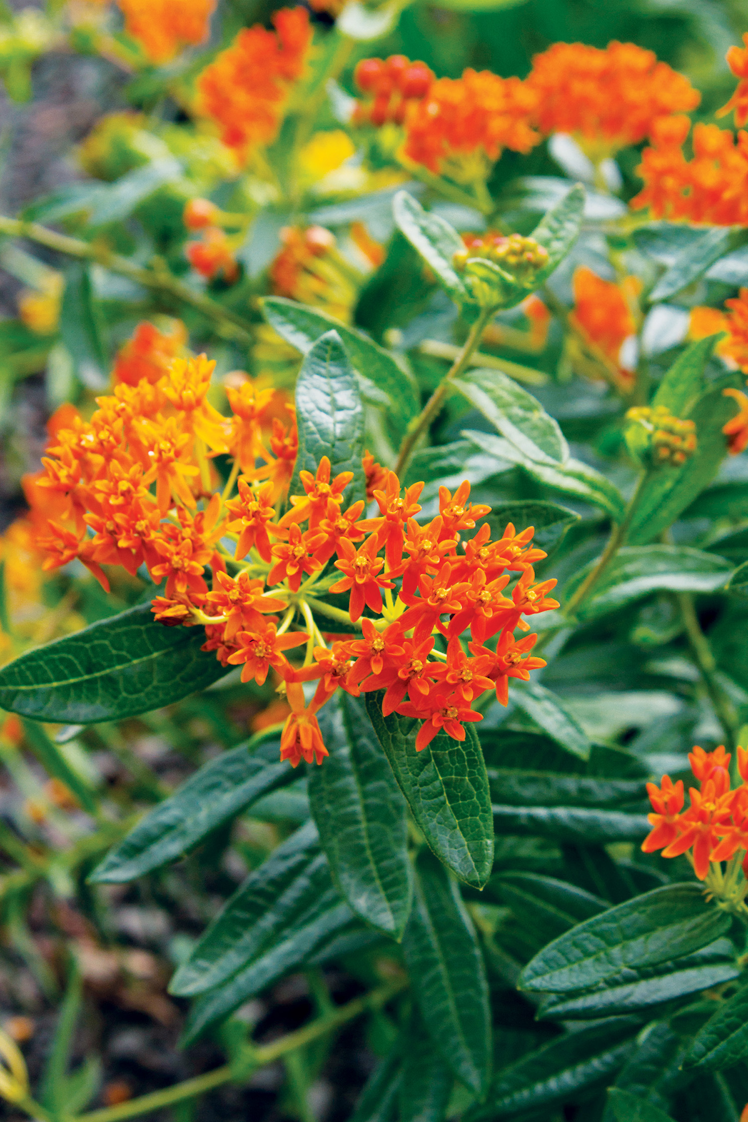 butterfly-weed-asclepias-tuberosa