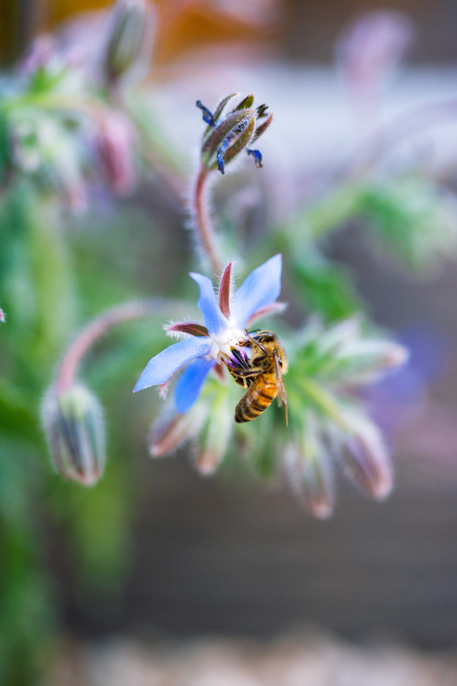 borage-borago-officinalis