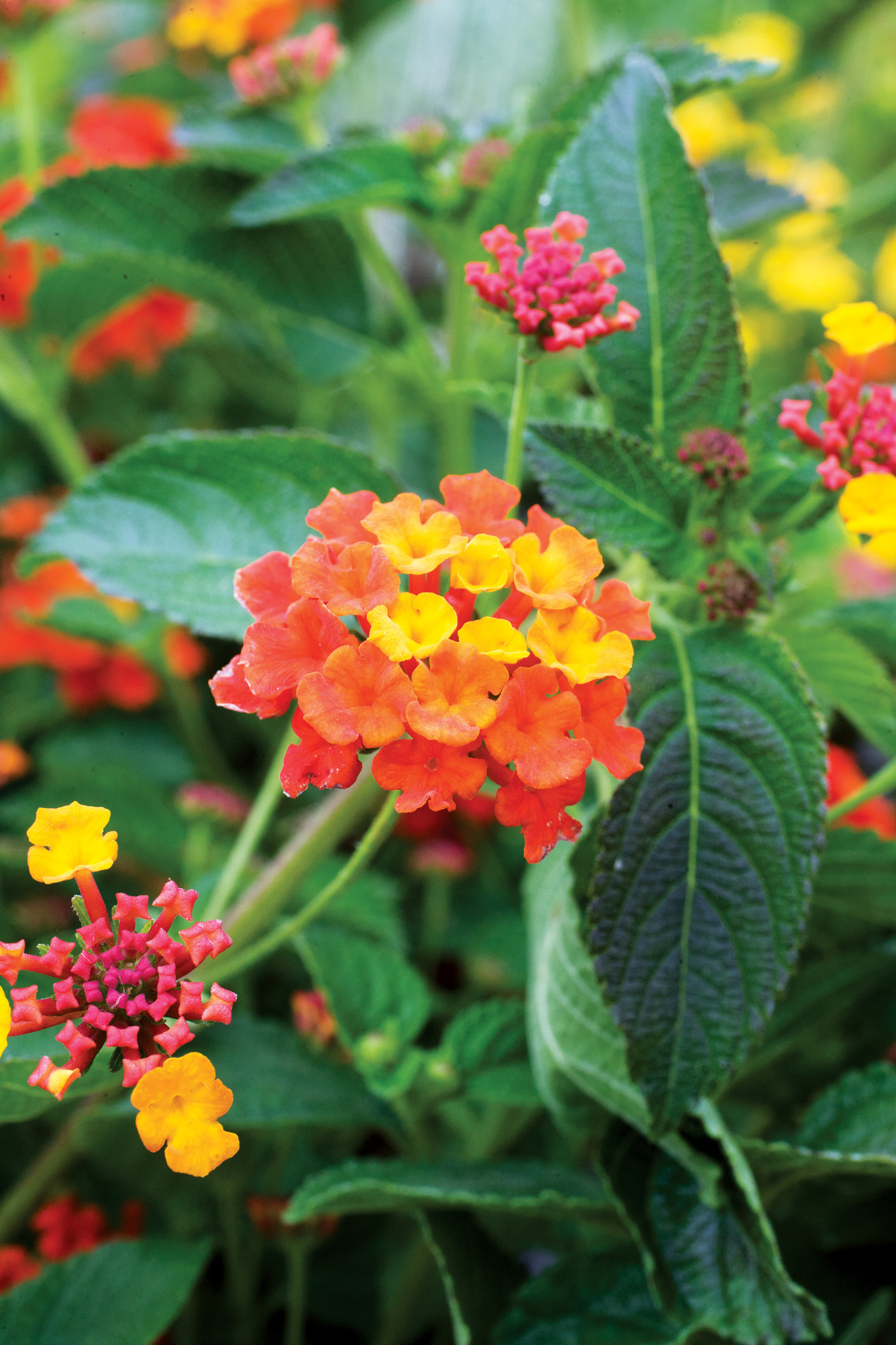 lantana