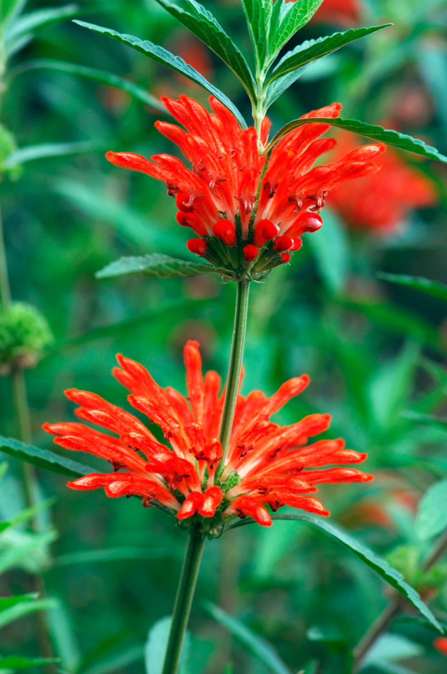 lions-tail-leonotis-leonurus