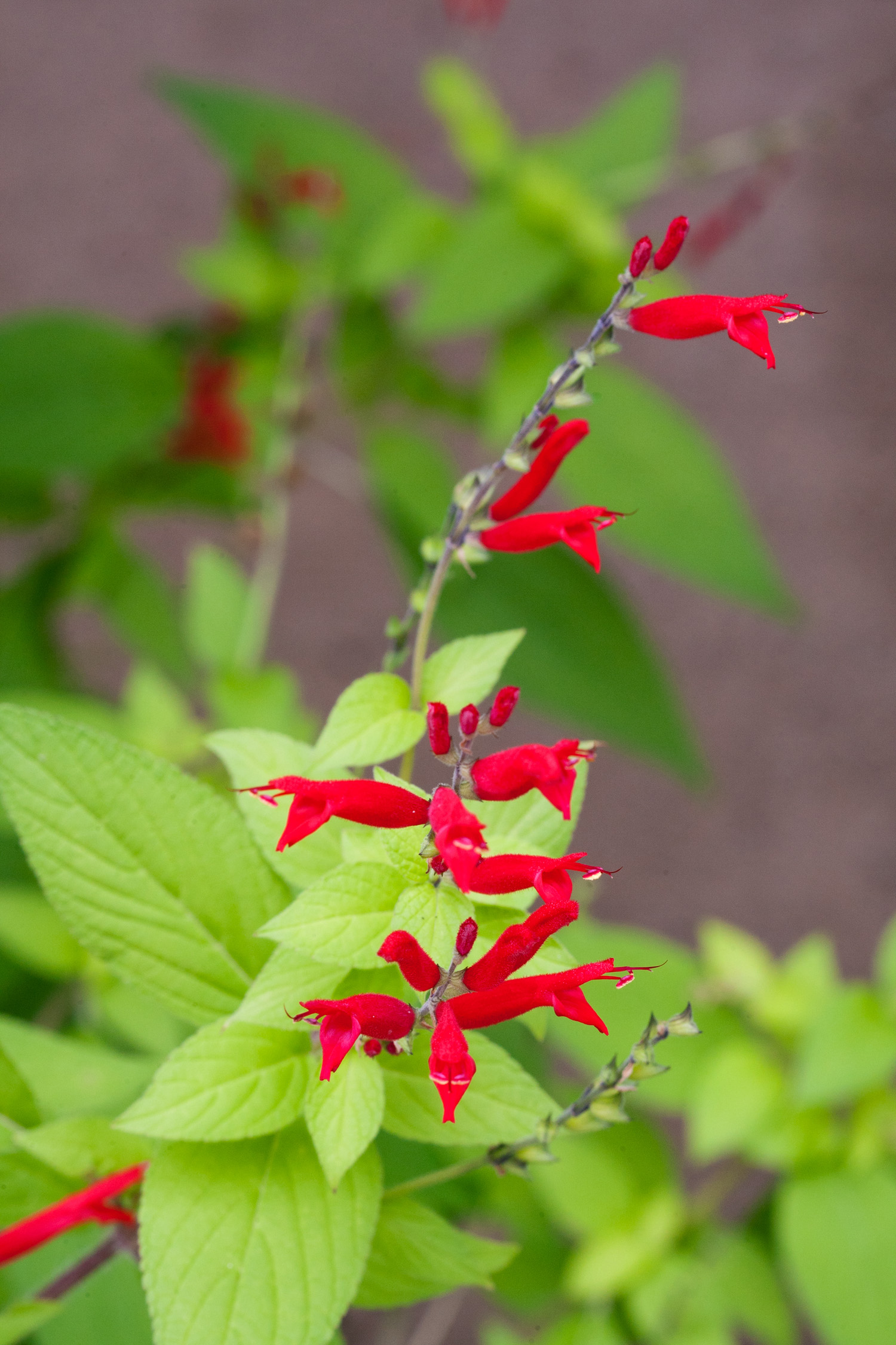 salvia