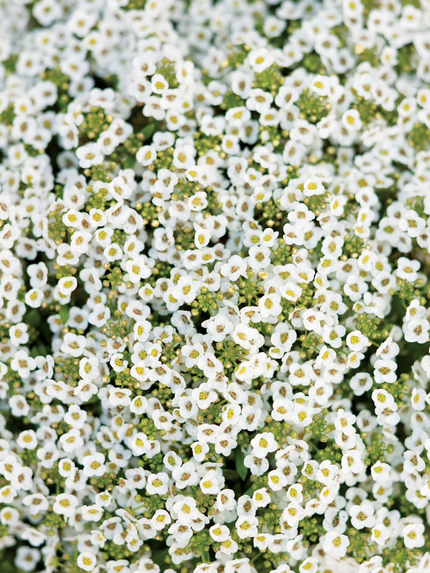 sweet-alyssum