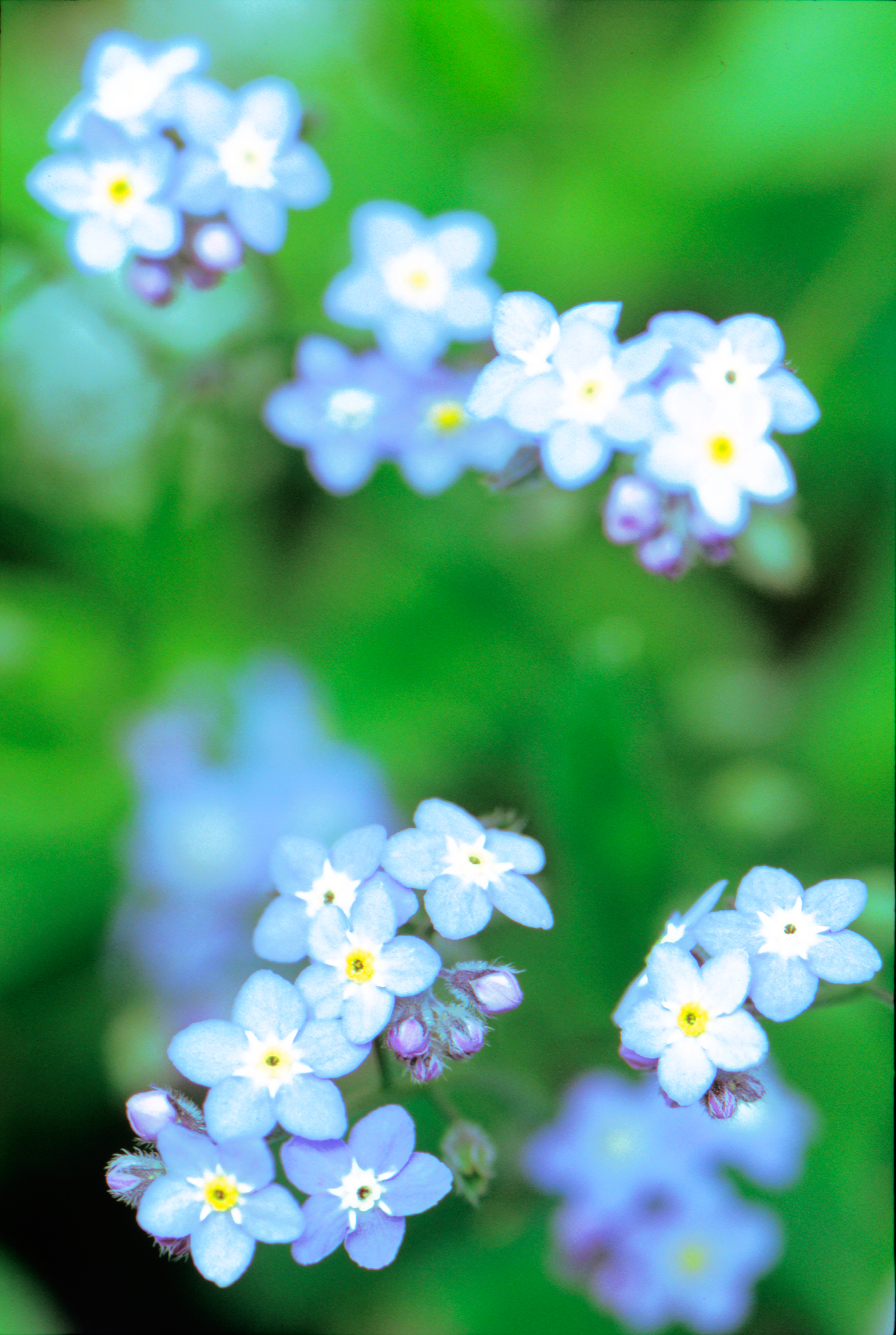 10 Easy Summer Annual Flowers - Sunset Magazine