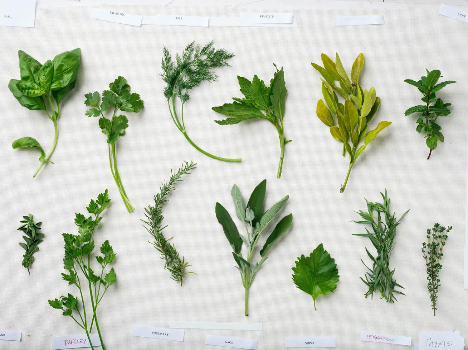 32 Indispensable Herbs