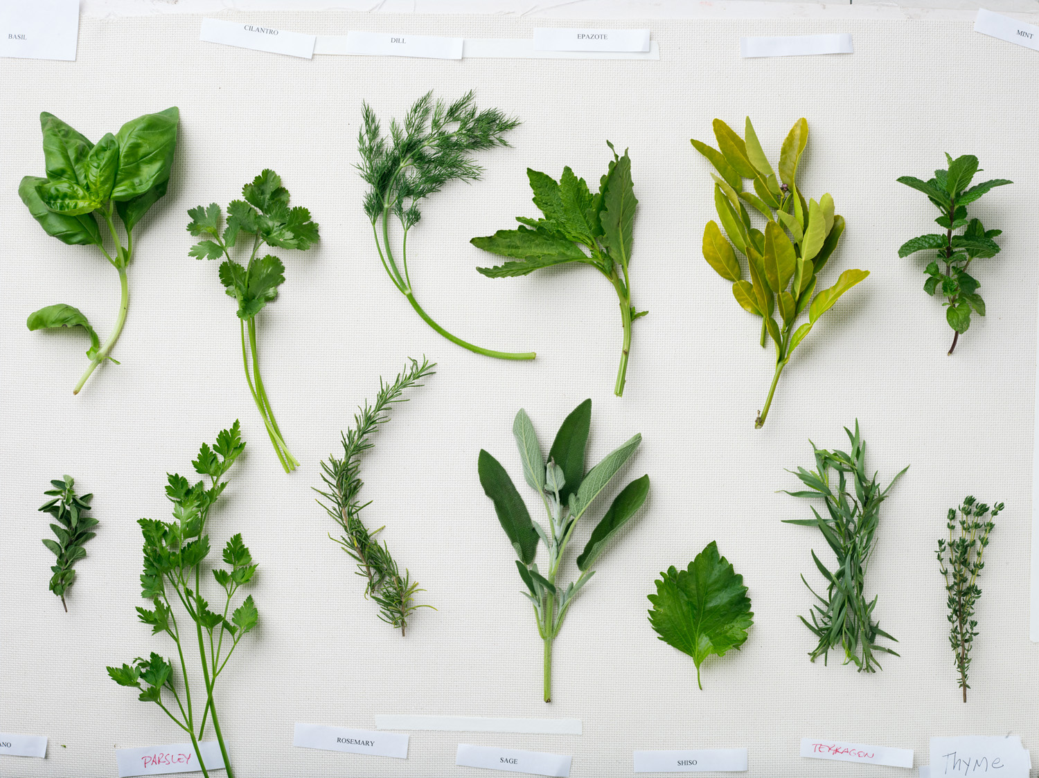 Indispensable Garden Herbs - Sunset Magazine