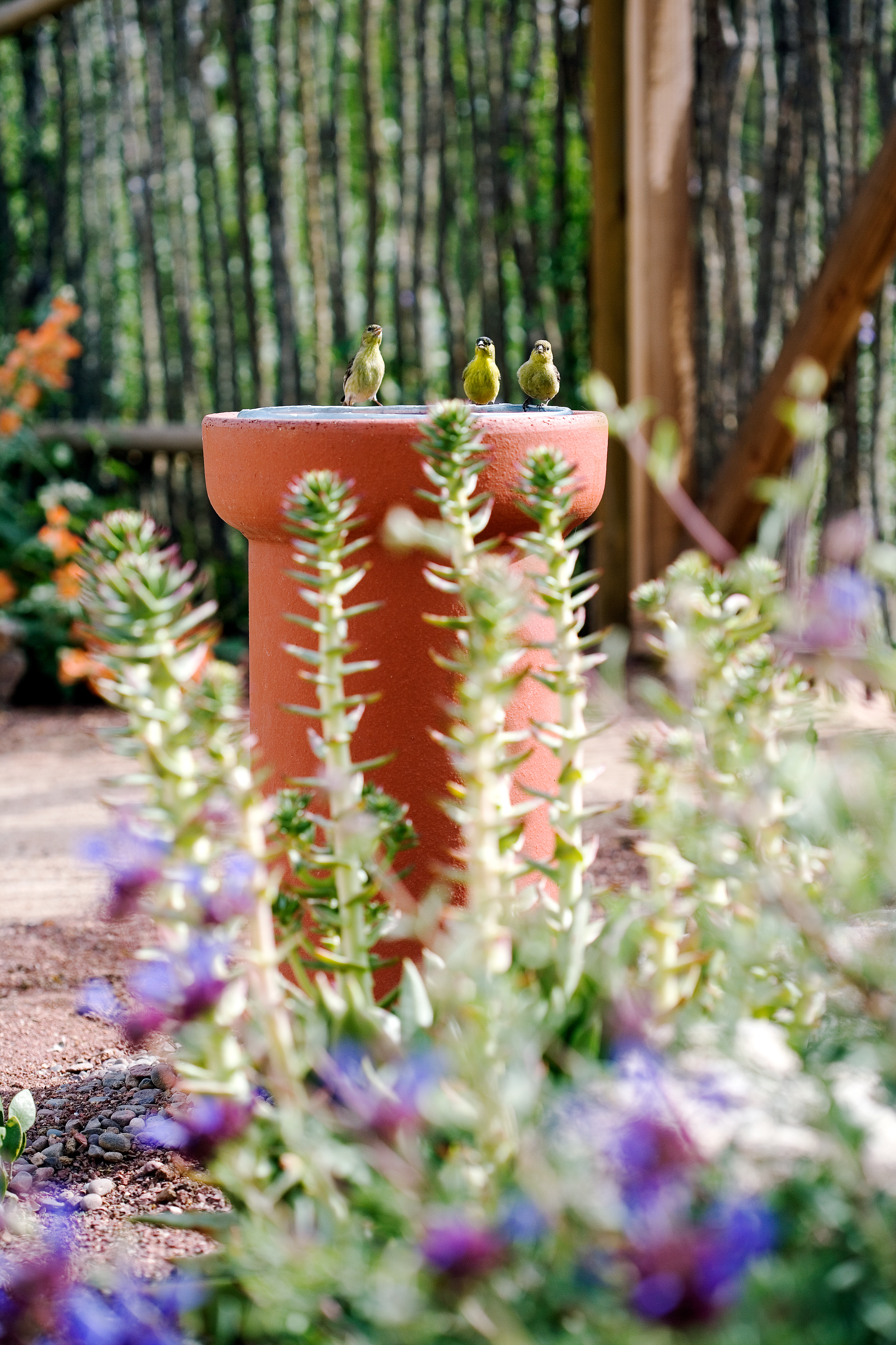 salvia-celestial-blue