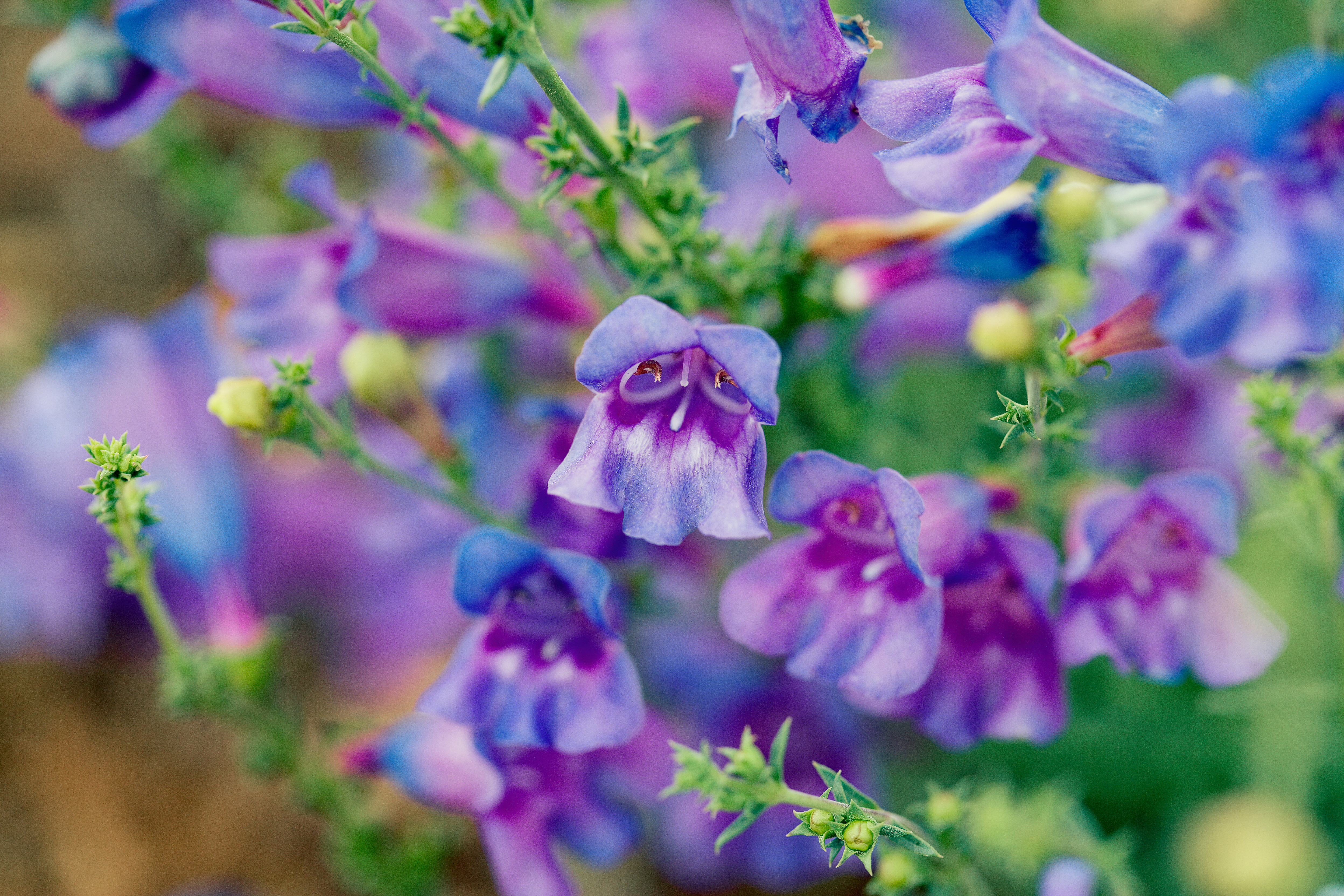 margarita-bop-penstemon