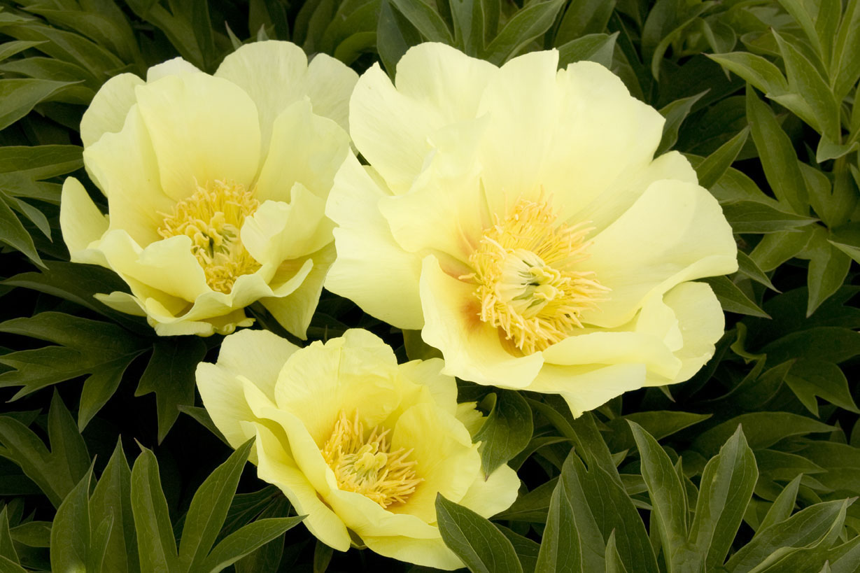 going-bananasitoh-hybrid-peony