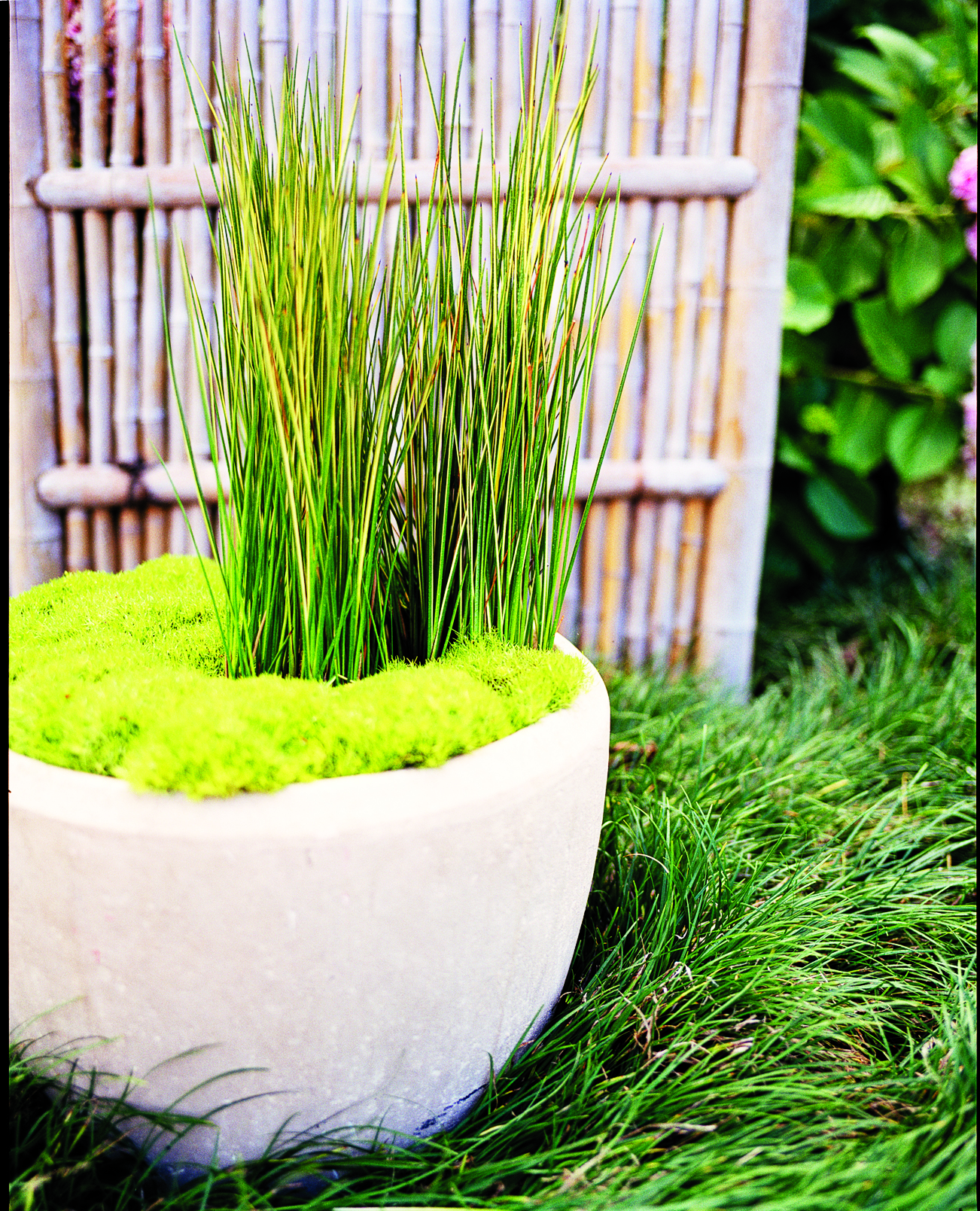 gardening-with-ornamental-grasses-about-lime
