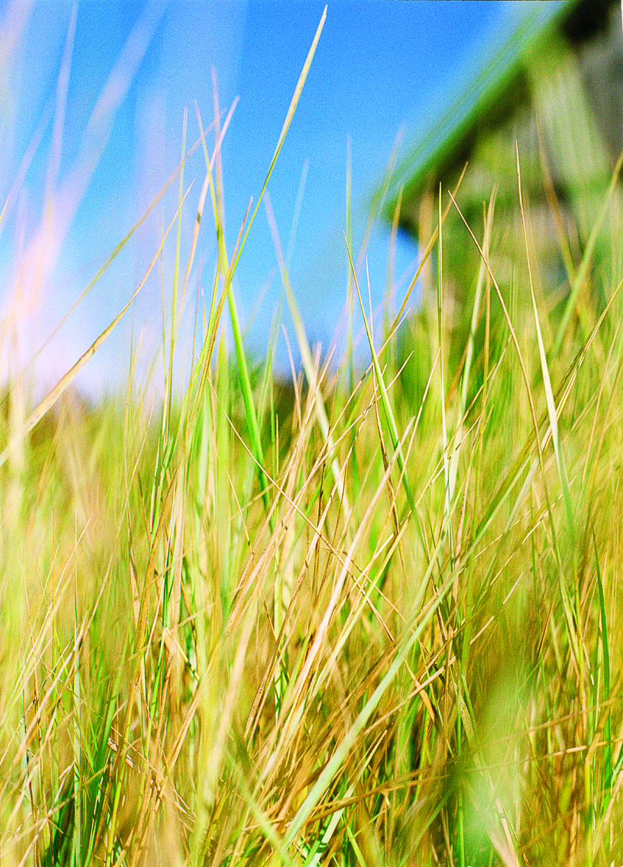 gardening-with-ornamental-grasses-wild-as-the-wind