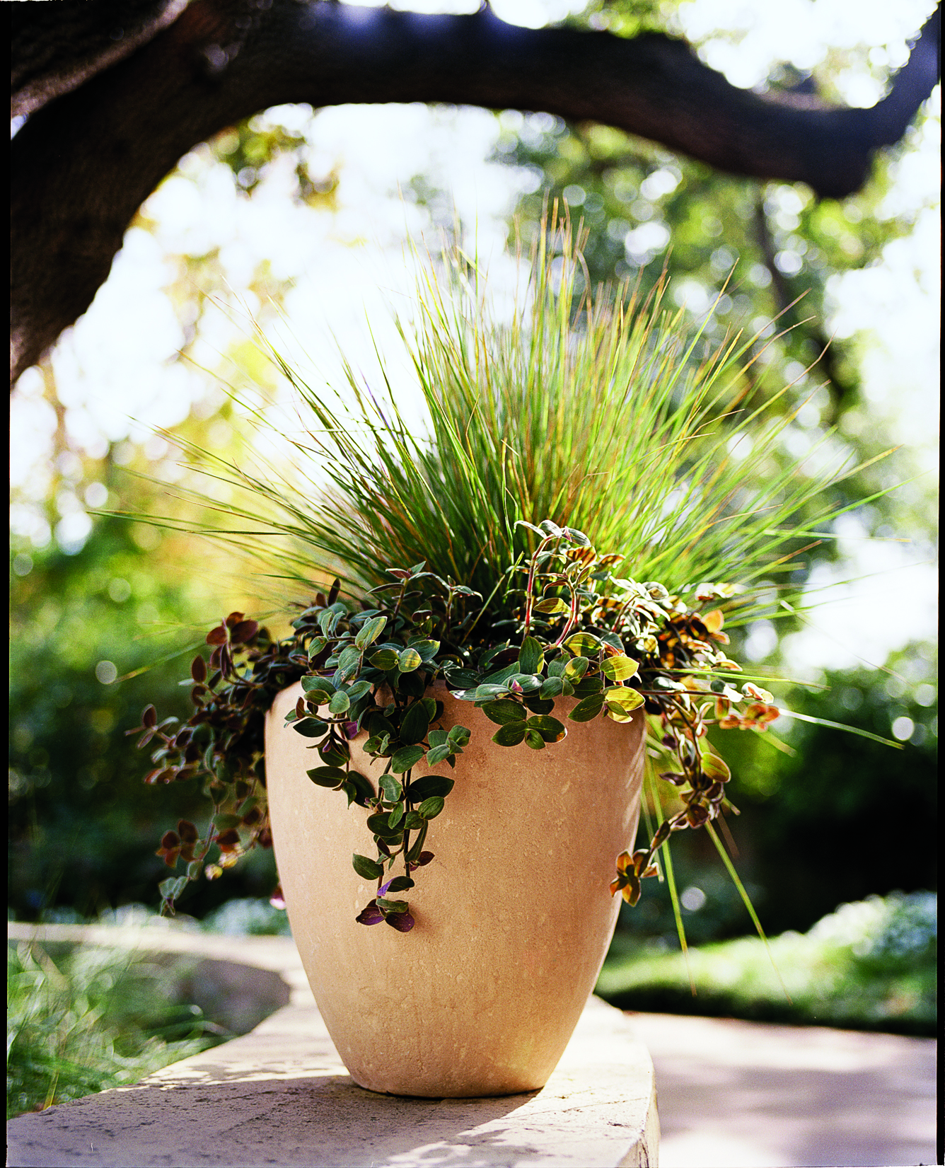 gardening-with-ornamental-grasses-copper-fringe