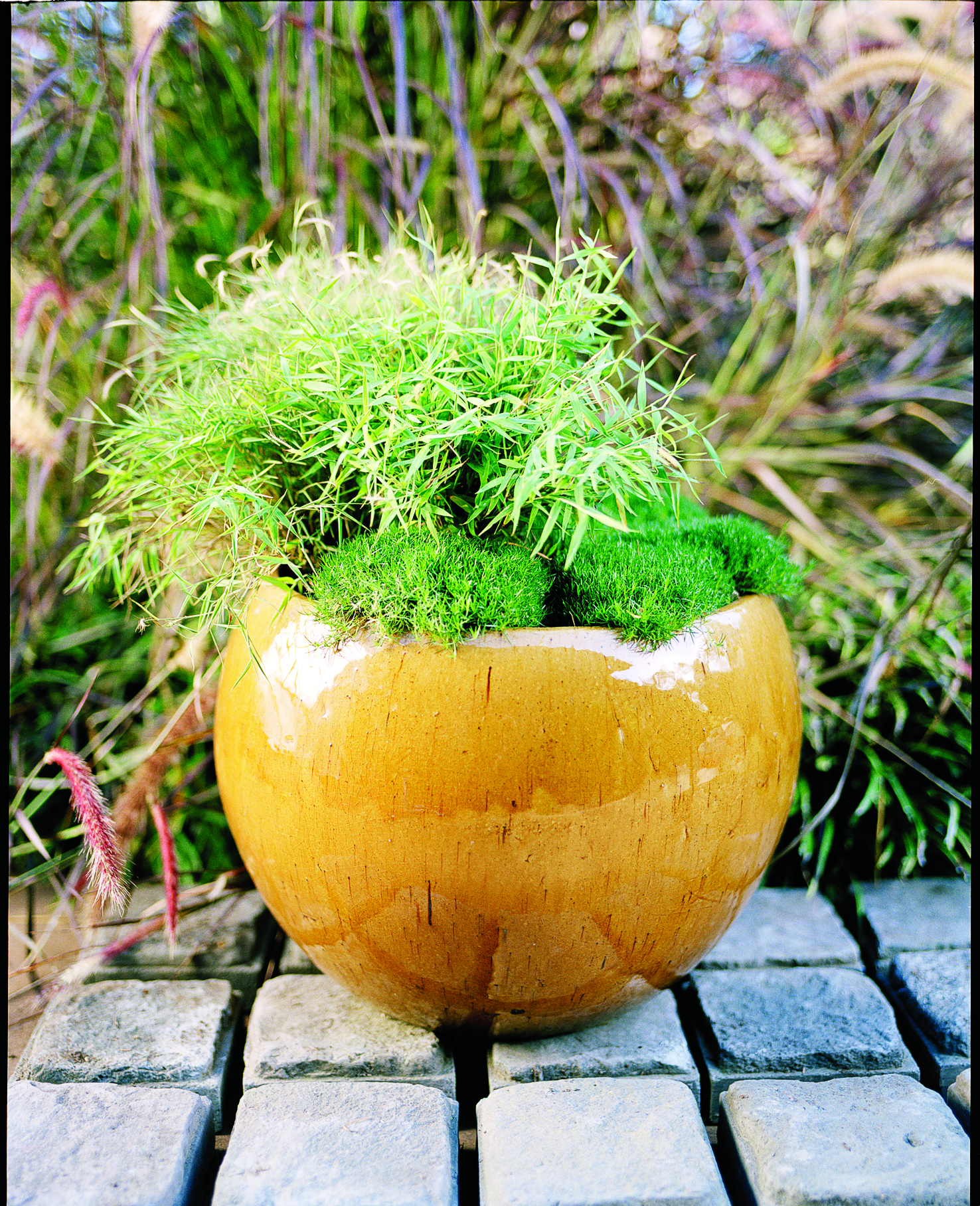 gardening-with-ornamental-grasses-green-on-green