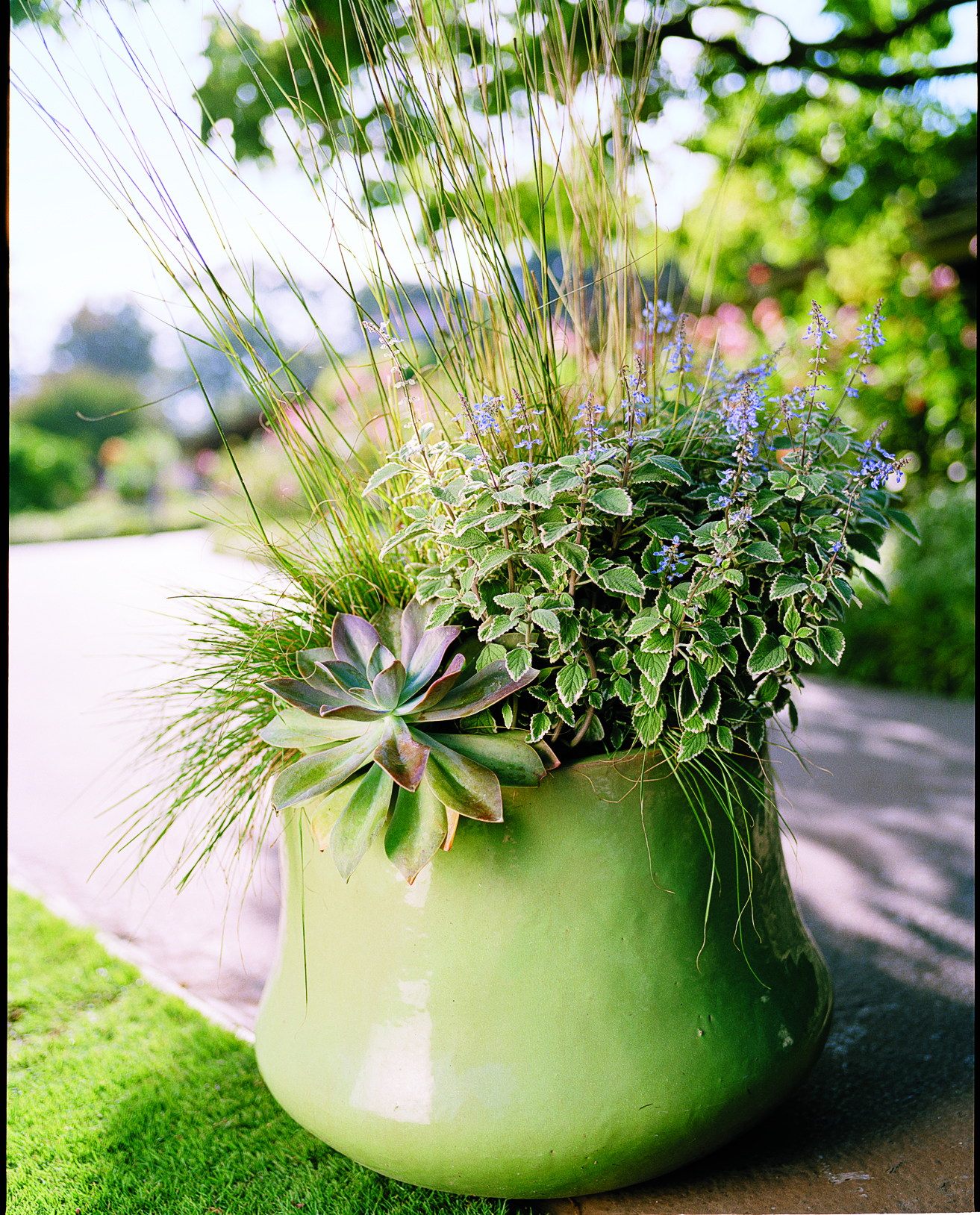 gardening-with-ornamental-grasses-a-hint-of-blue