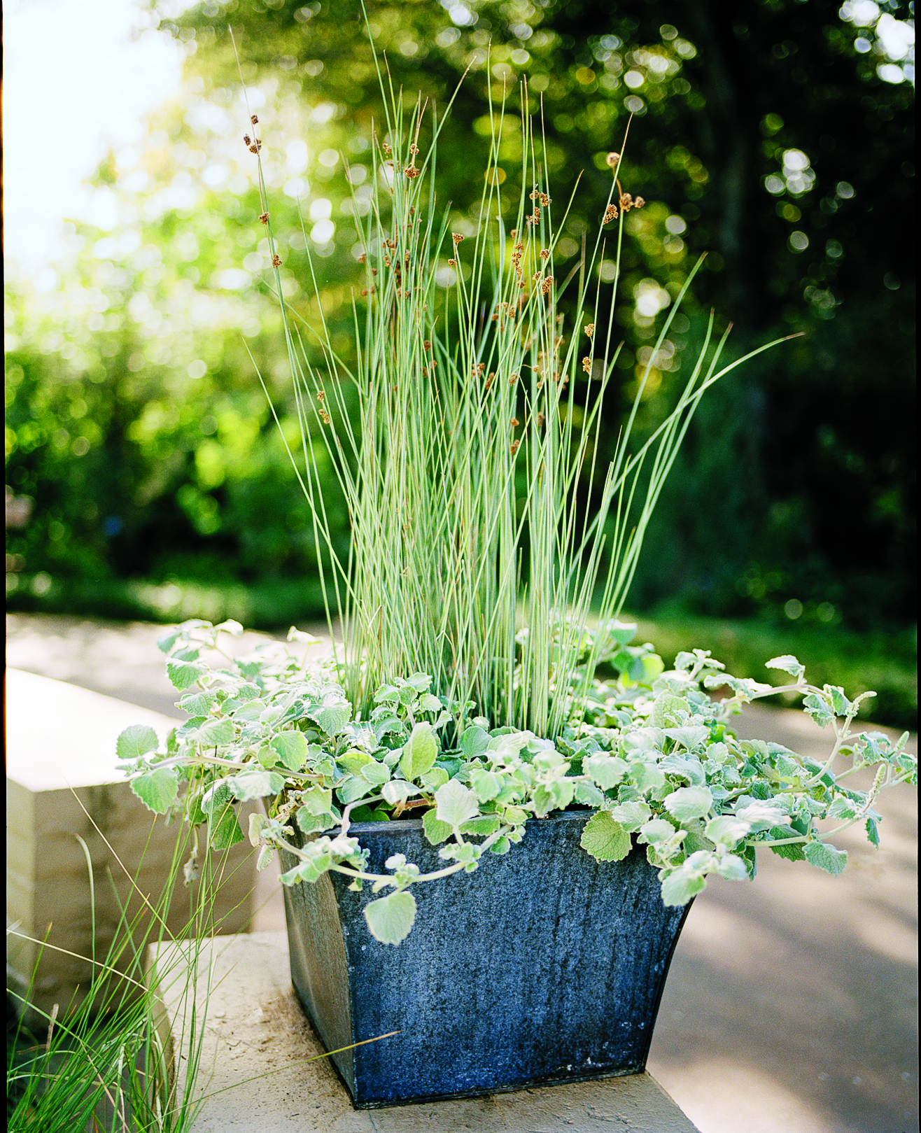 gardening-with-ornamental-grasses-soft-silver