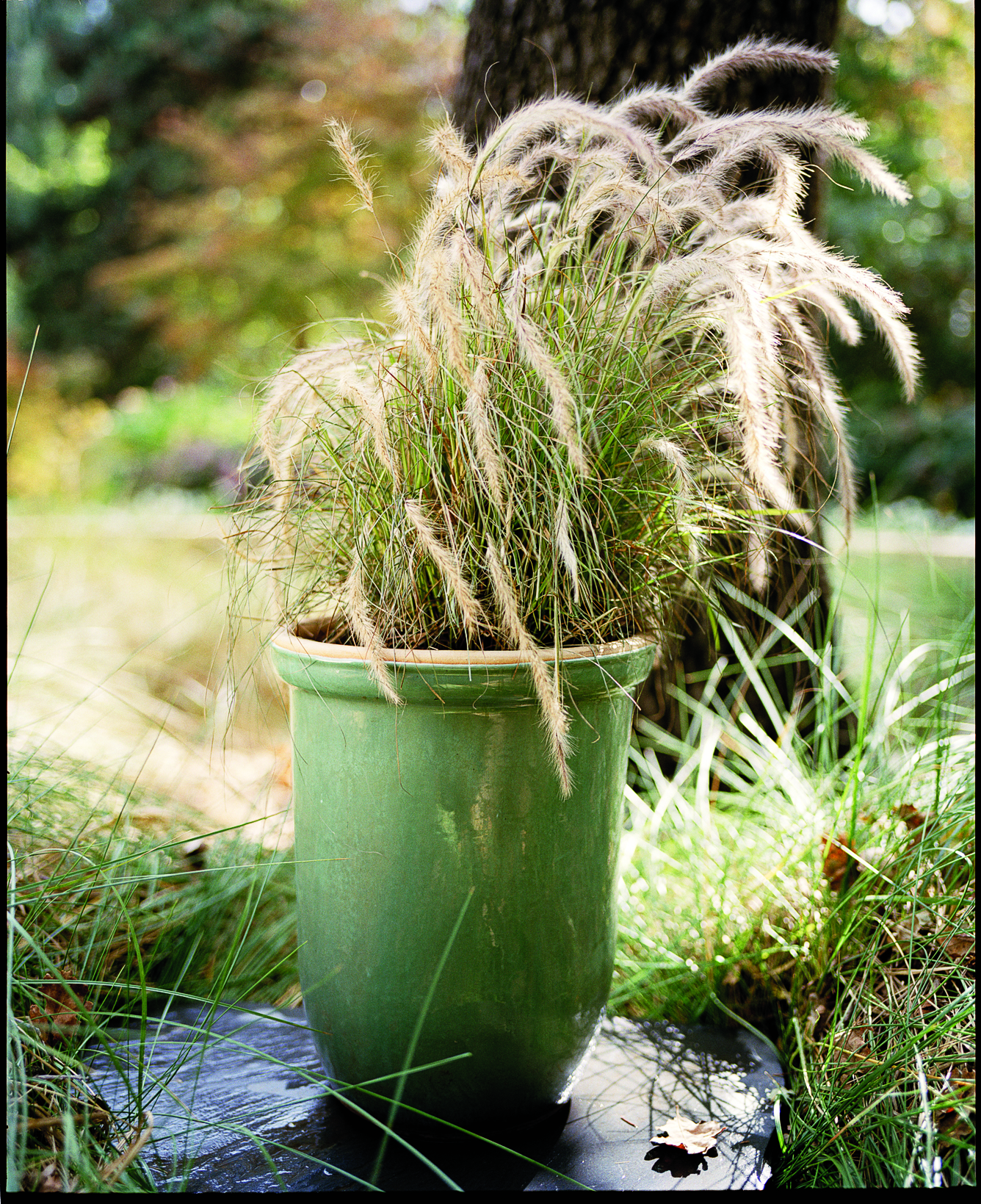 gardening-with-ornamental-grasses-spun-gold