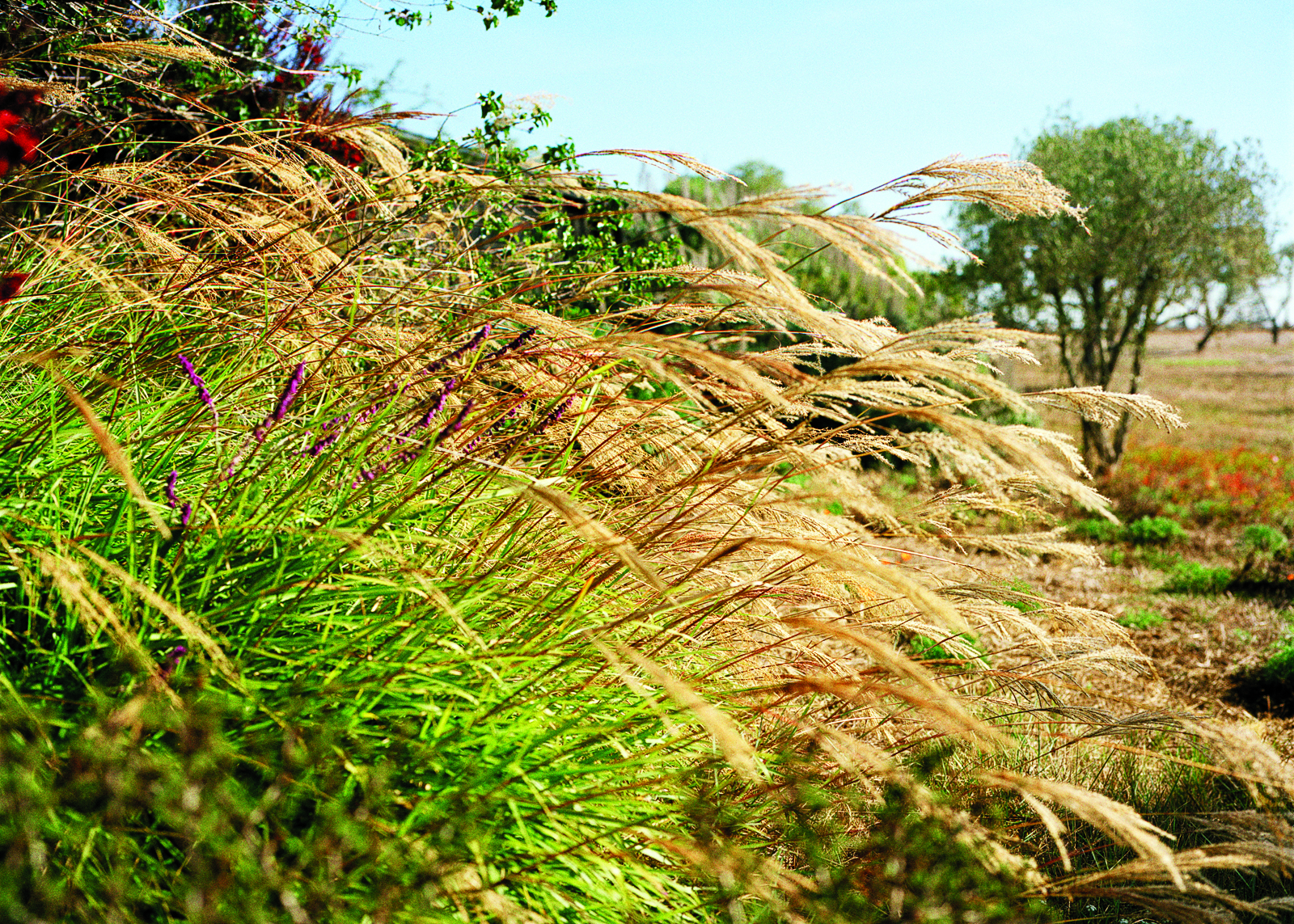 gardening-with-ornamental-grasses-purple-haze