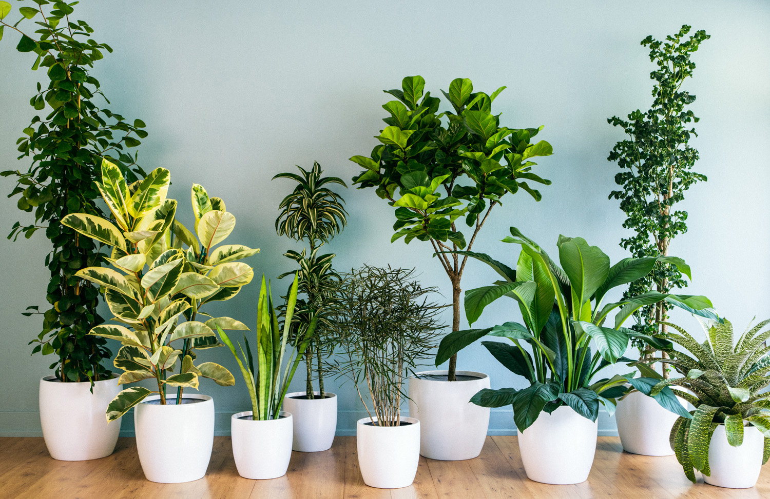 9 Super-Chic Houseplants