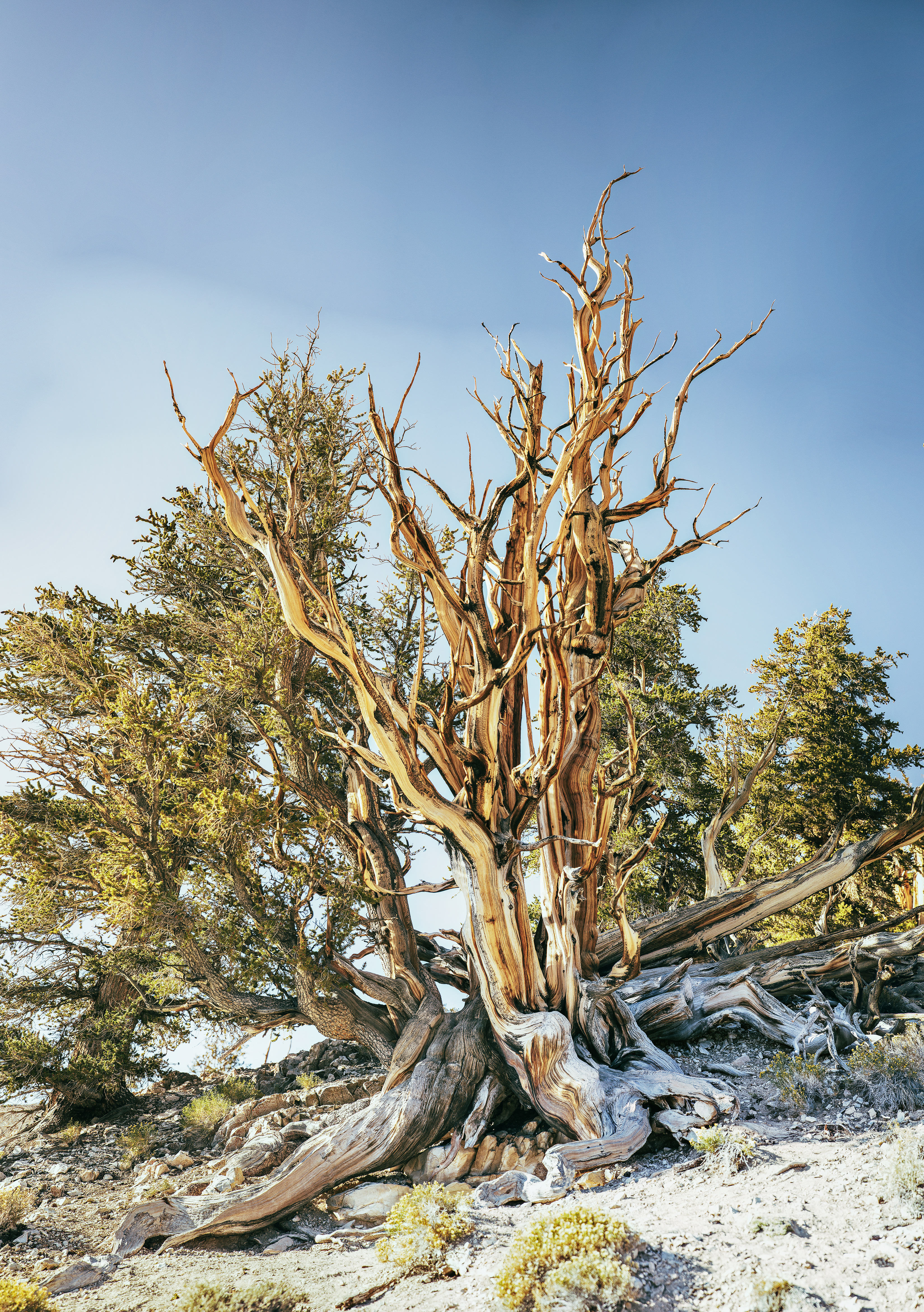 ancient-bristlecone-pine-forest